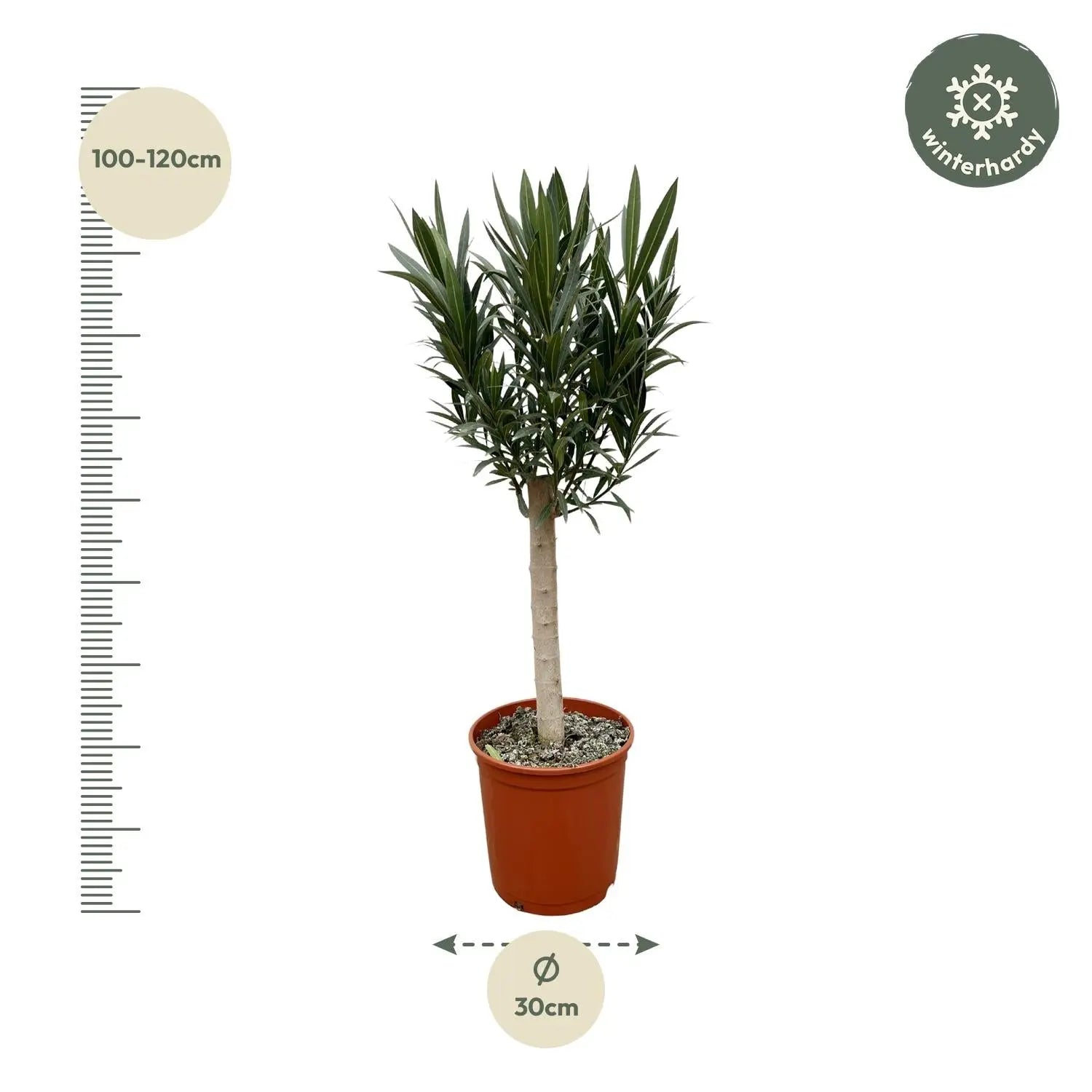 Nerium Oleander - Rosenlorbeer - Image