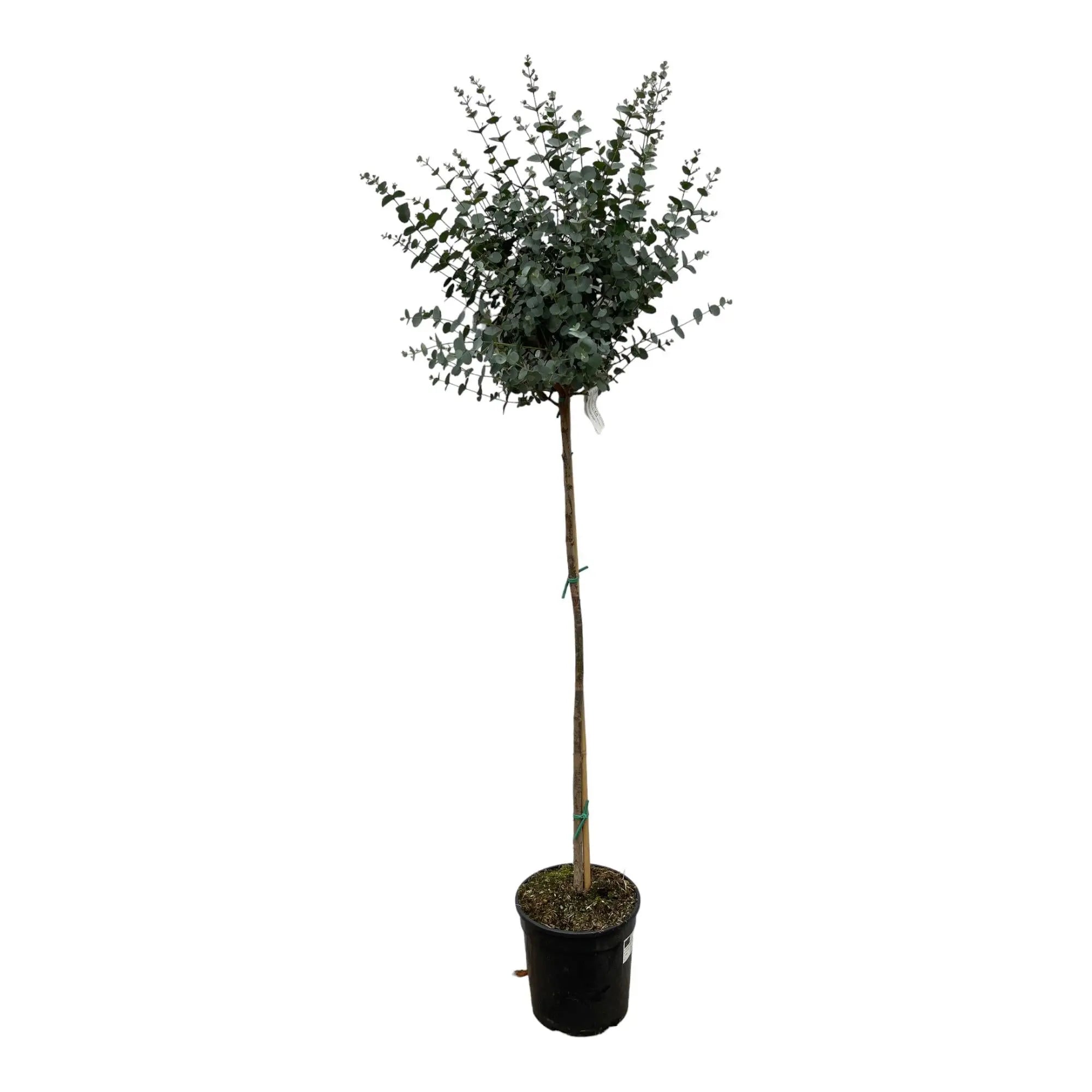Eucalyptus gunnii - Mostgummi-Eukalyptus - Image