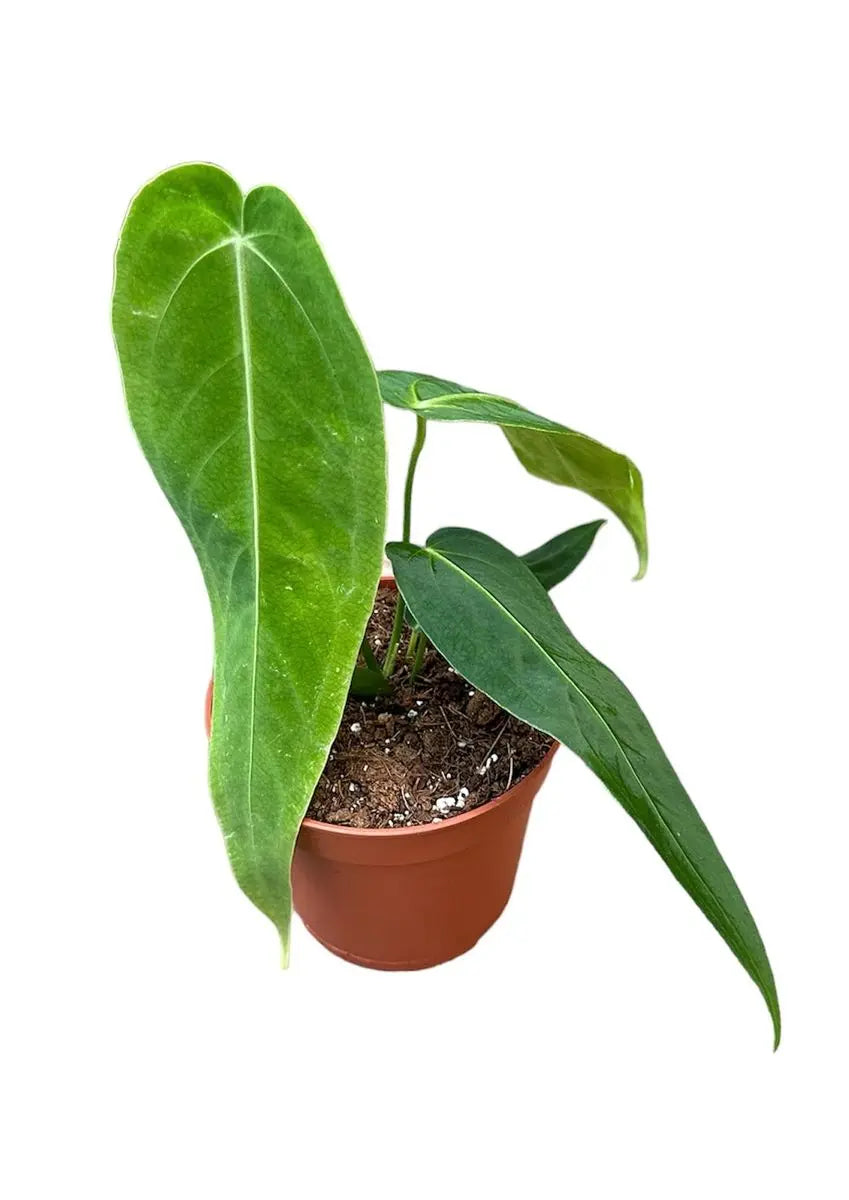 Anthurium - Große Auswahl Flamingoblumen, Anthurien - Image