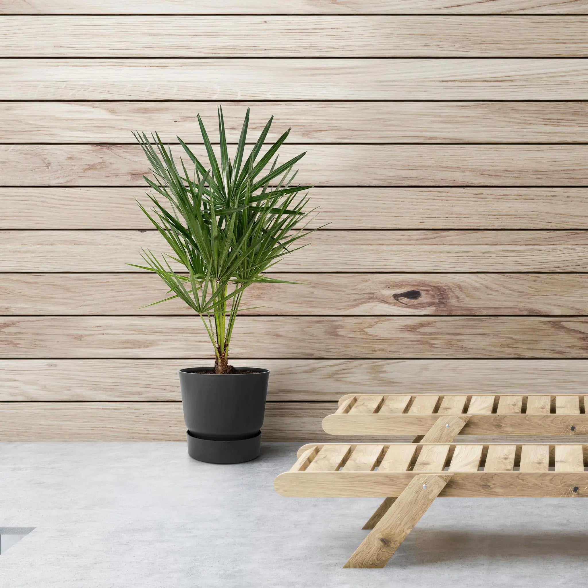 Chamaerops humilis - Europäische Zwergpalme (↨65cm・⌀24cm) - Image
