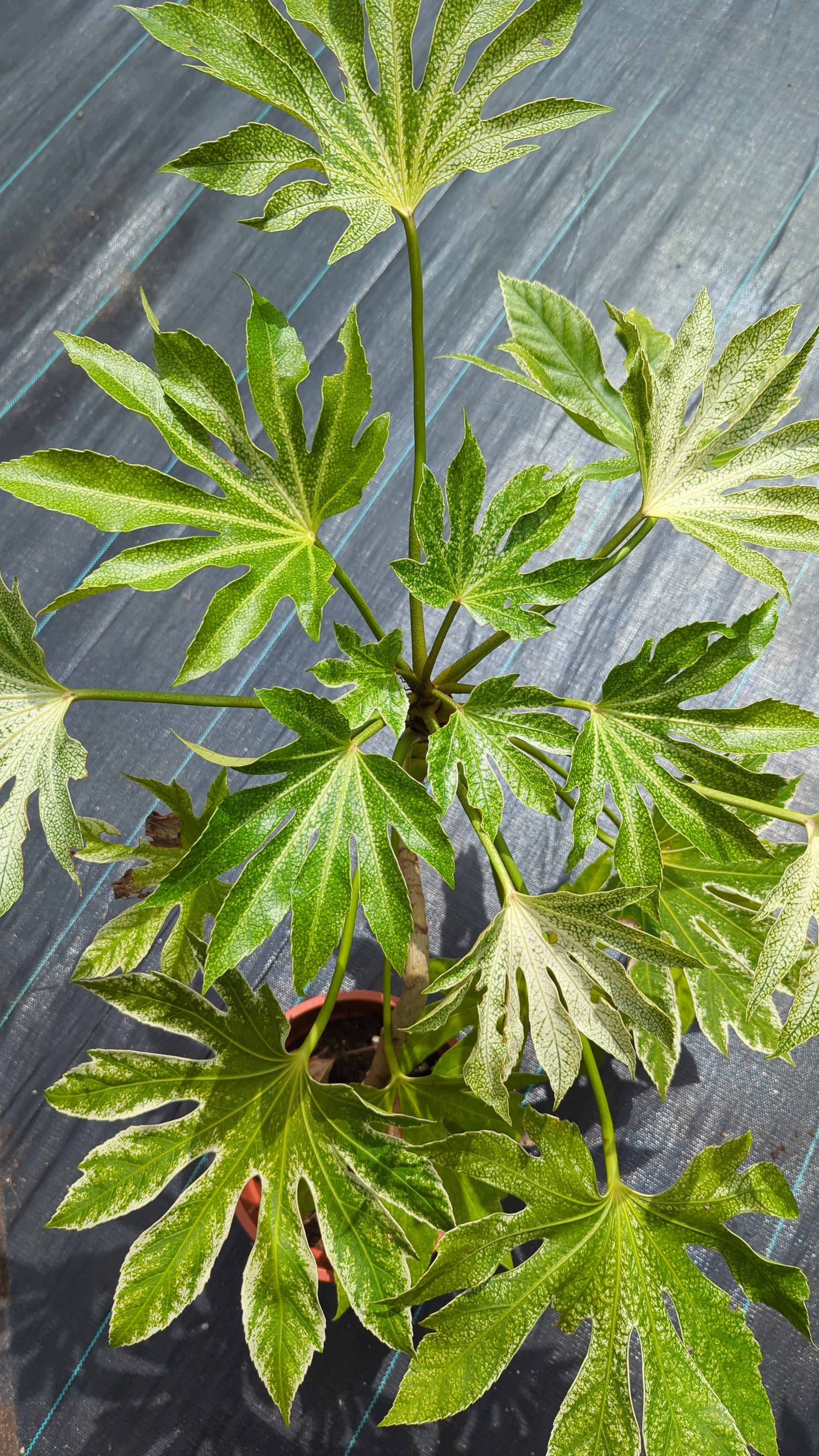 Fatsia japonica variegata - Panaschierte Aralie aus Freilandzucht