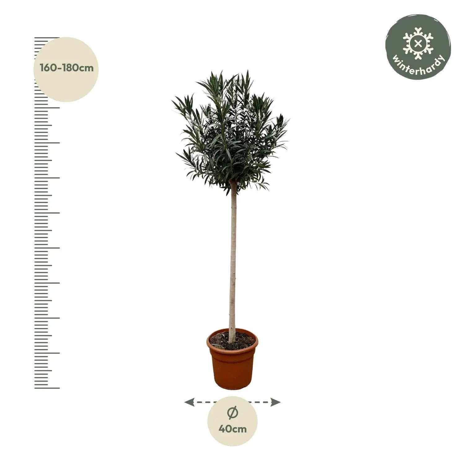 Nerium Oleander - Rosenlorbeer - Image