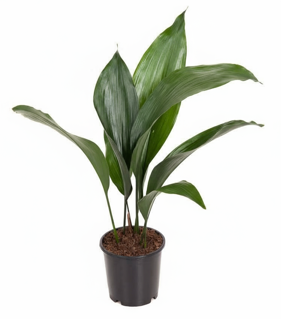 Aspidistra elatior - Schusterpalme