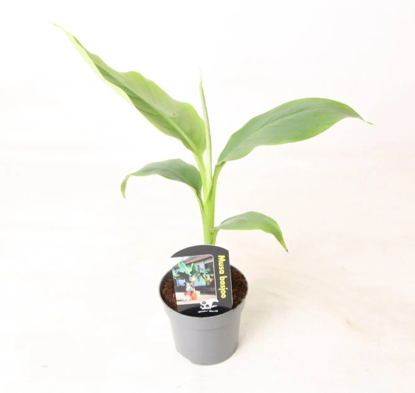 Musa basjoo - Japanische Faserbanane - Image