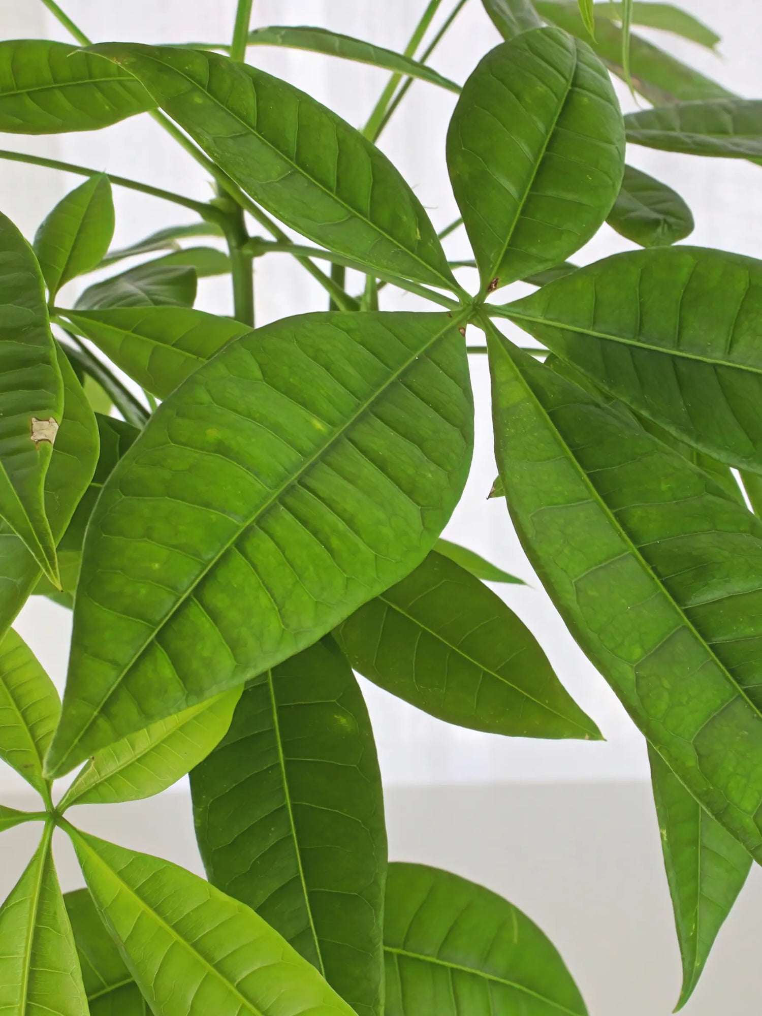 Pachira aquatica - Glückskastanie - Image