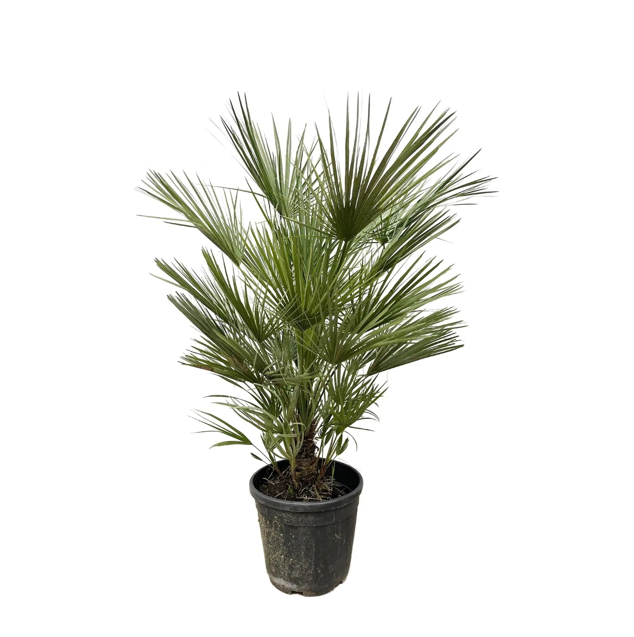 Chamaerops humilis - Europäische Zwergpalme - Image