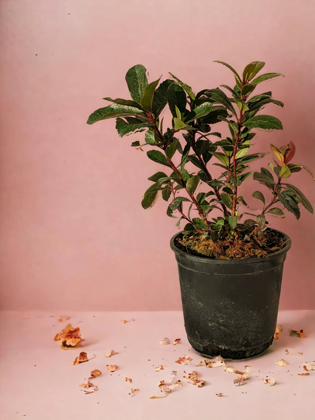 Arbutus unedo - Westlicher Erdbeerbaum - Image