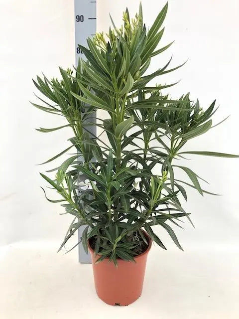 Nerium Oleander - Rosenlorbeer - Image