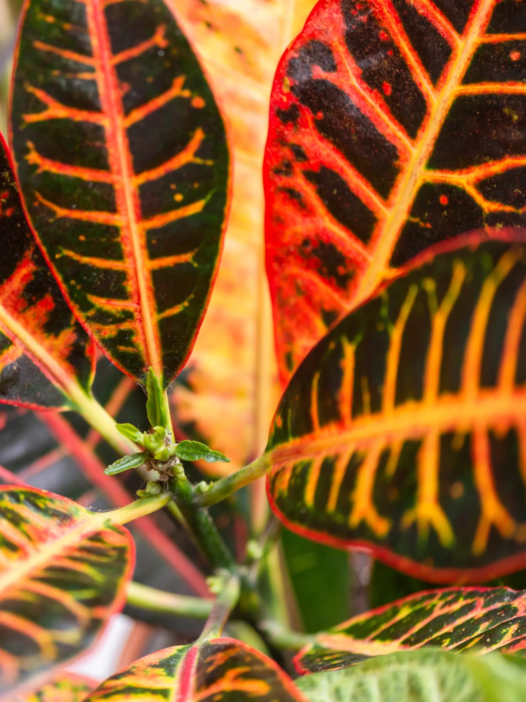 Croton Codiaeum variegatum - Wunderstrauch, Kroton - Image