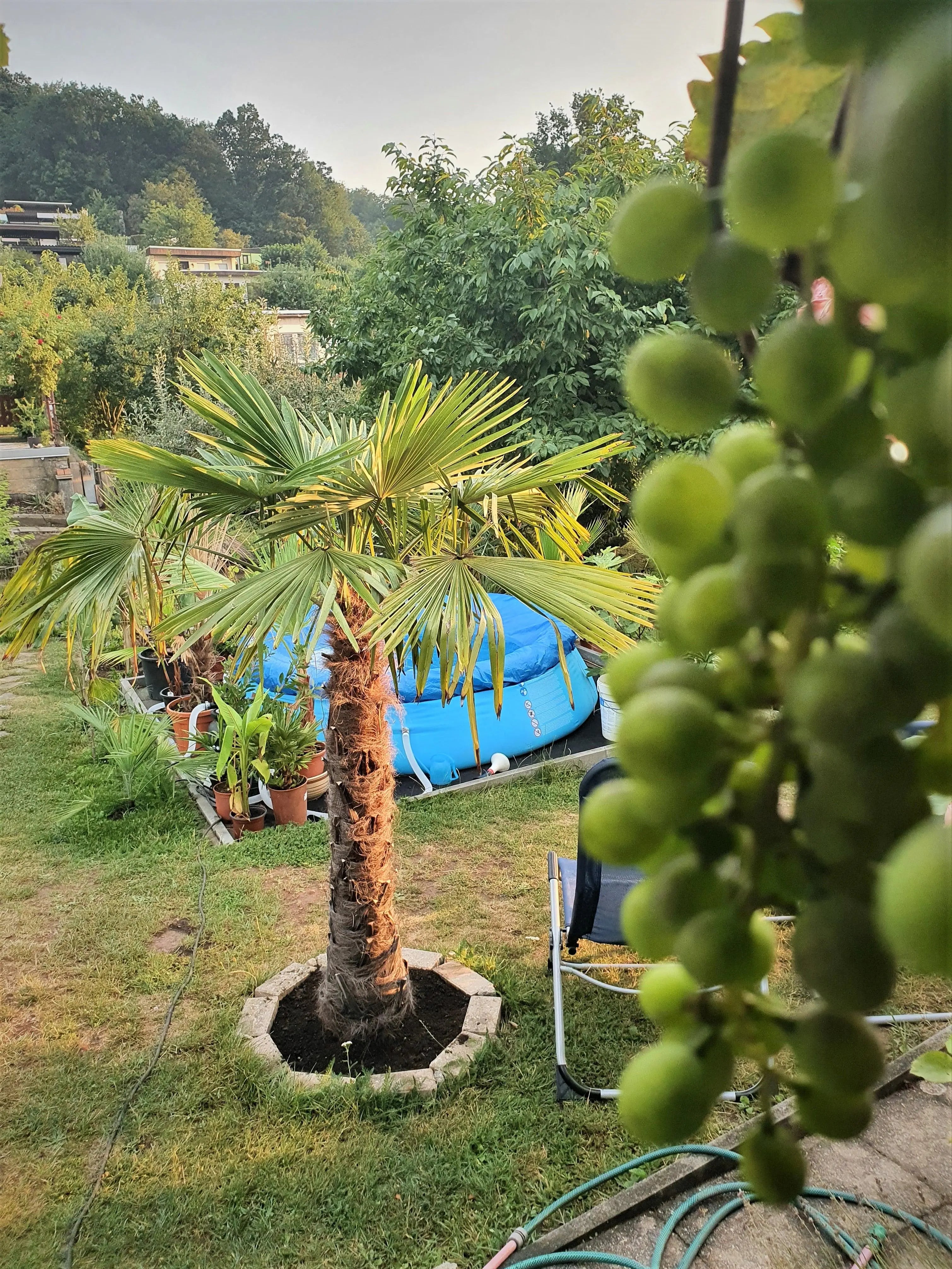 Trachycarpus fortunei - Chinesische Hanfpalme aus Freilandzucht - Image