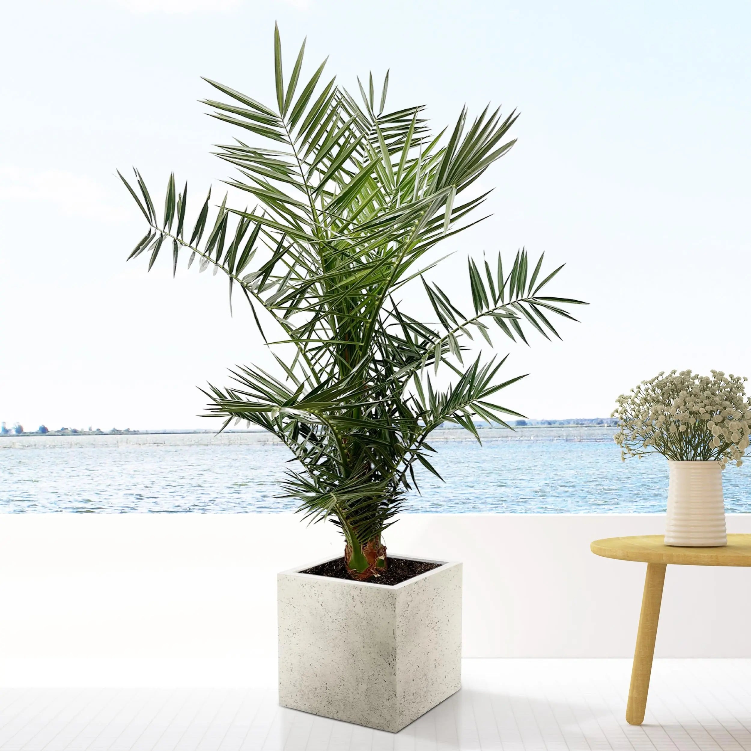 Phoenix Canariensis - Kanarische Dattelpalme - Image