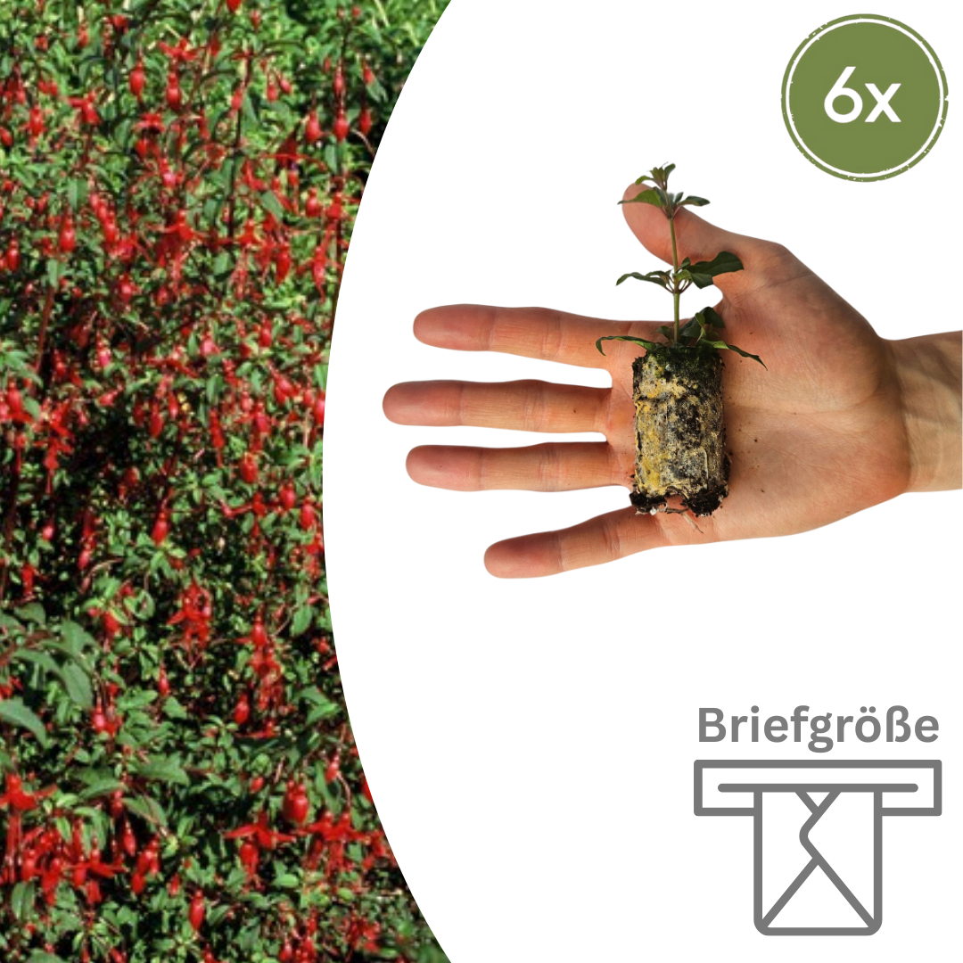 Fuchsia - Fuchsien Setzlinge im 6er-Set