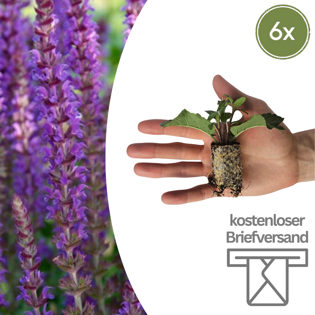 Salvia nemorosa - Verschiedene Sorten winterharter Hain-Salbei