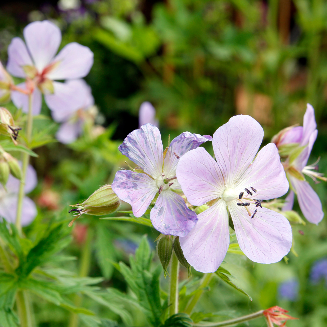 Geranium - Storchschnabel Setzlinge im 6er-Set