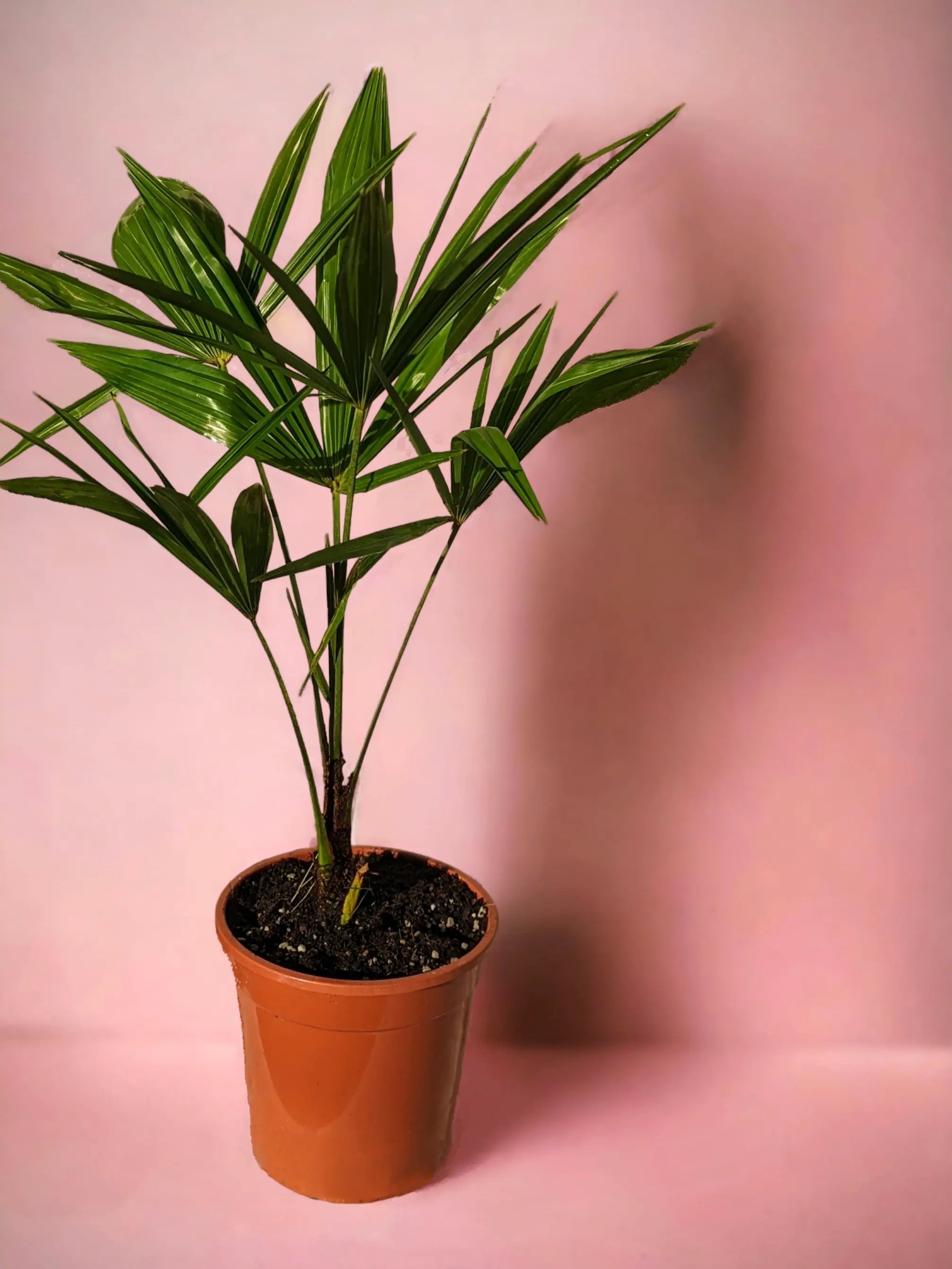 Trachycarpus fortunei - Chinesische Hanfpalme aus Freilandzucht - Image