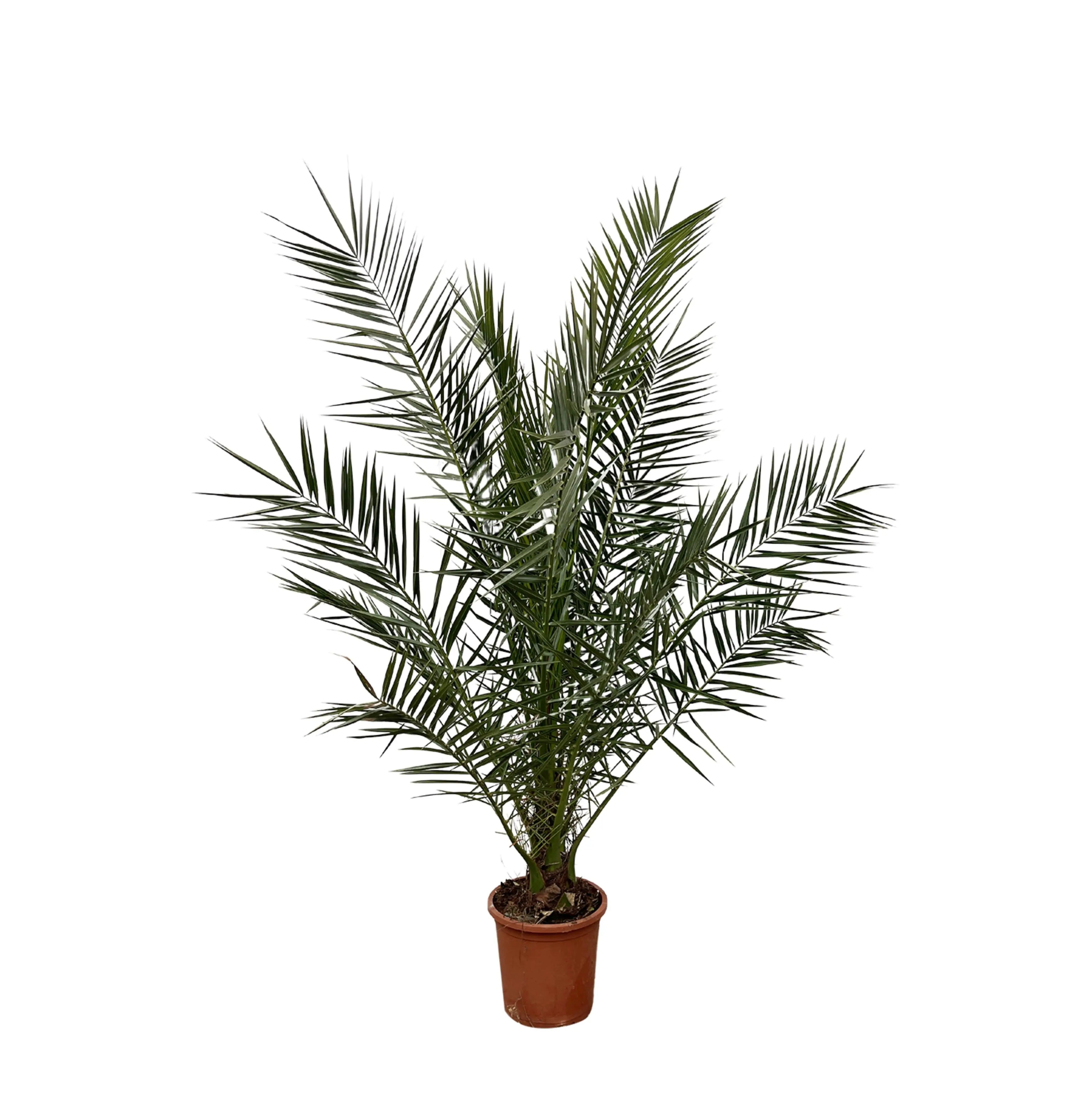 Phoenix Canariensis - Kanarische Dattelpalme - Image