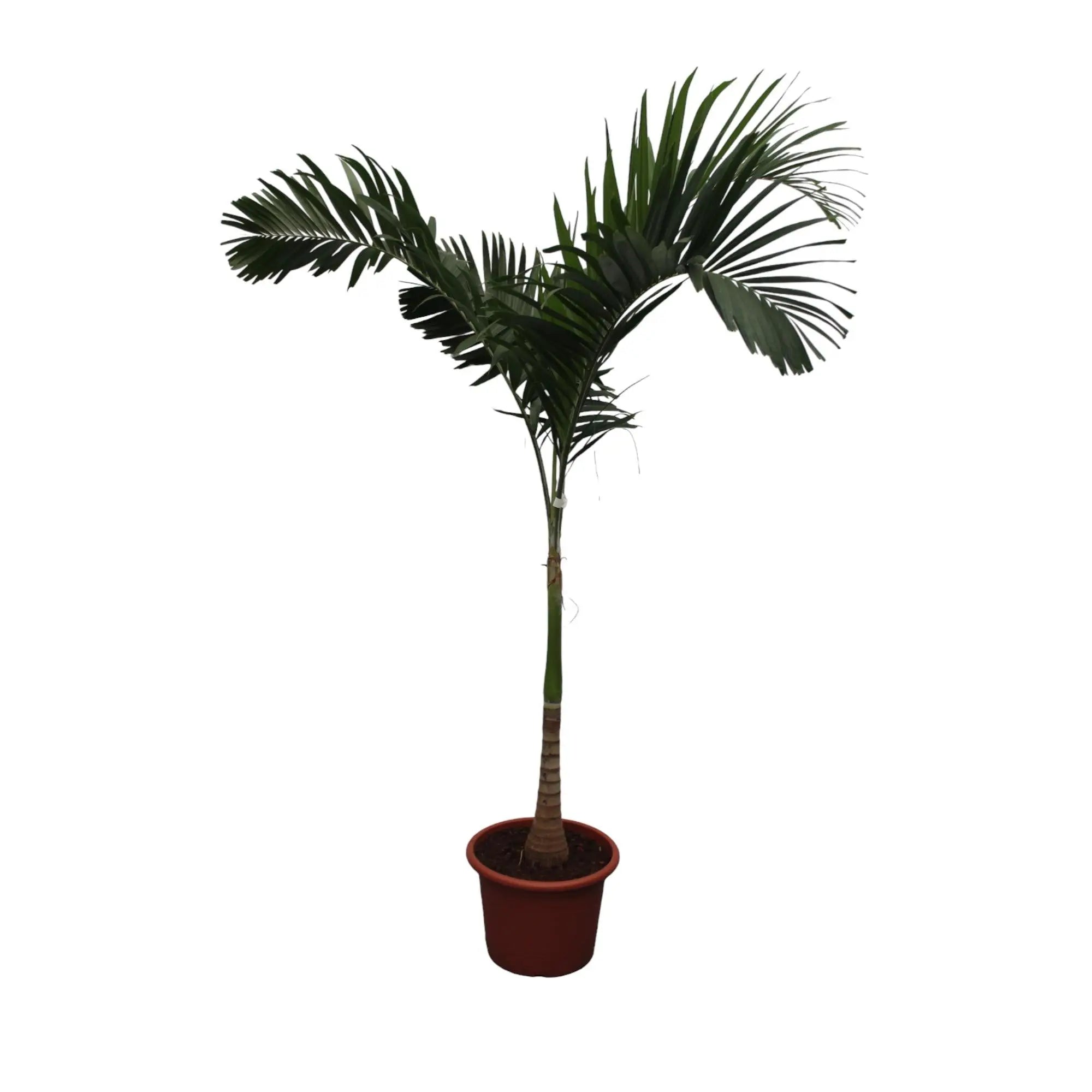 Veitchia Merrillii - Weihnachtspalme - Image
