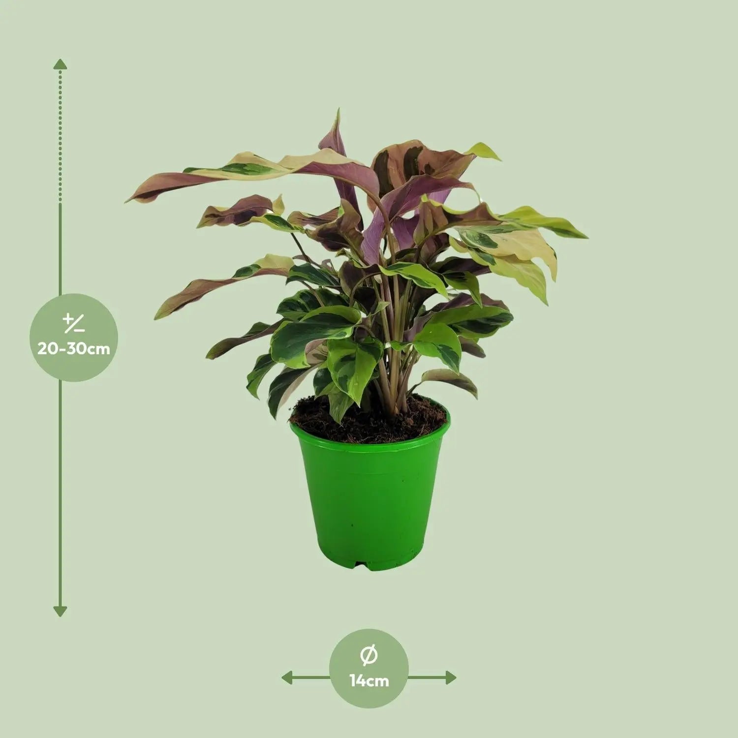 Calathea - Korbmarante - Image