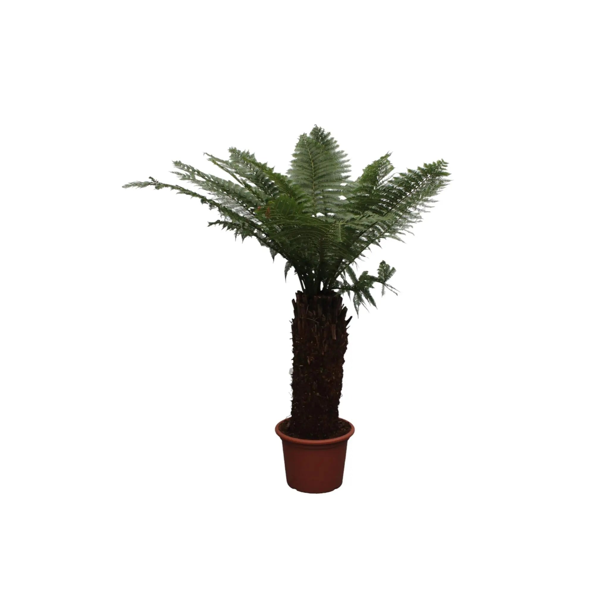 Dicksonia Antarctica - Antarktischer Baumfarn - Image