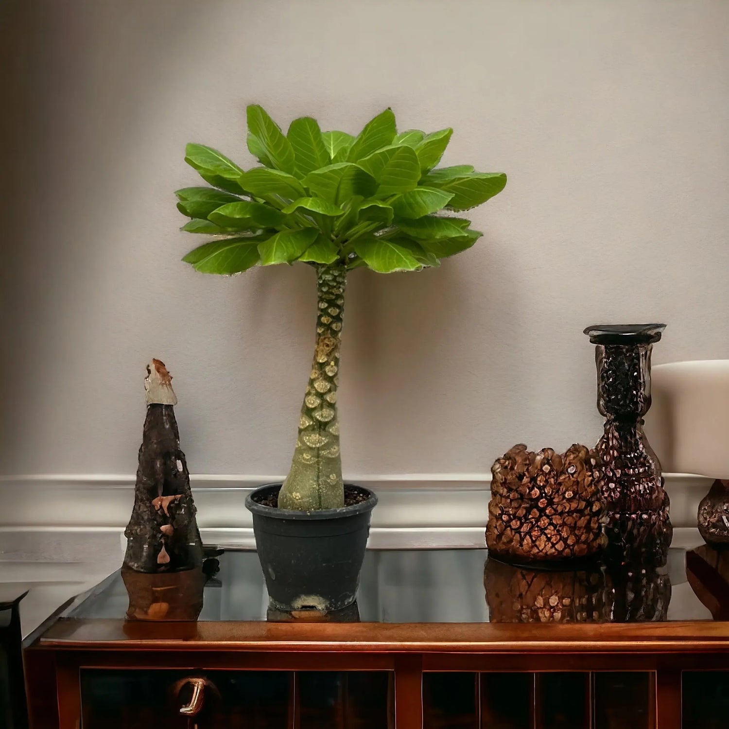 Brighamia insignis - Hawaii-Palme - Image