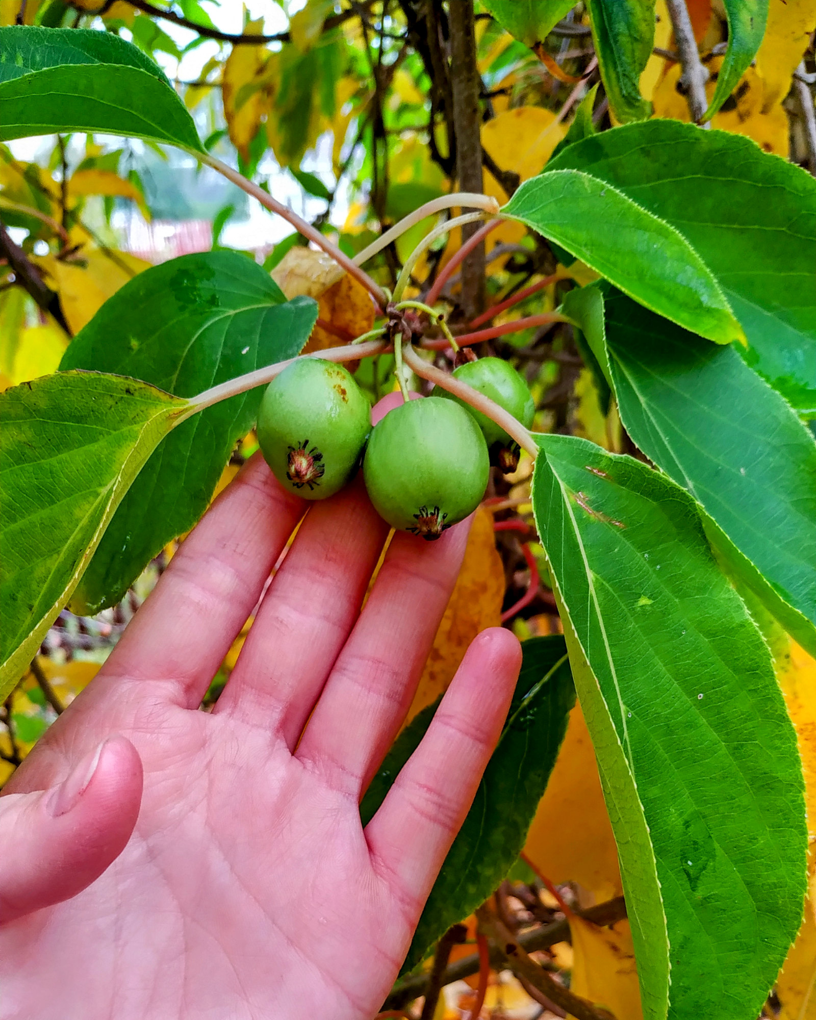 Actinidia arguta - Kiwibeere