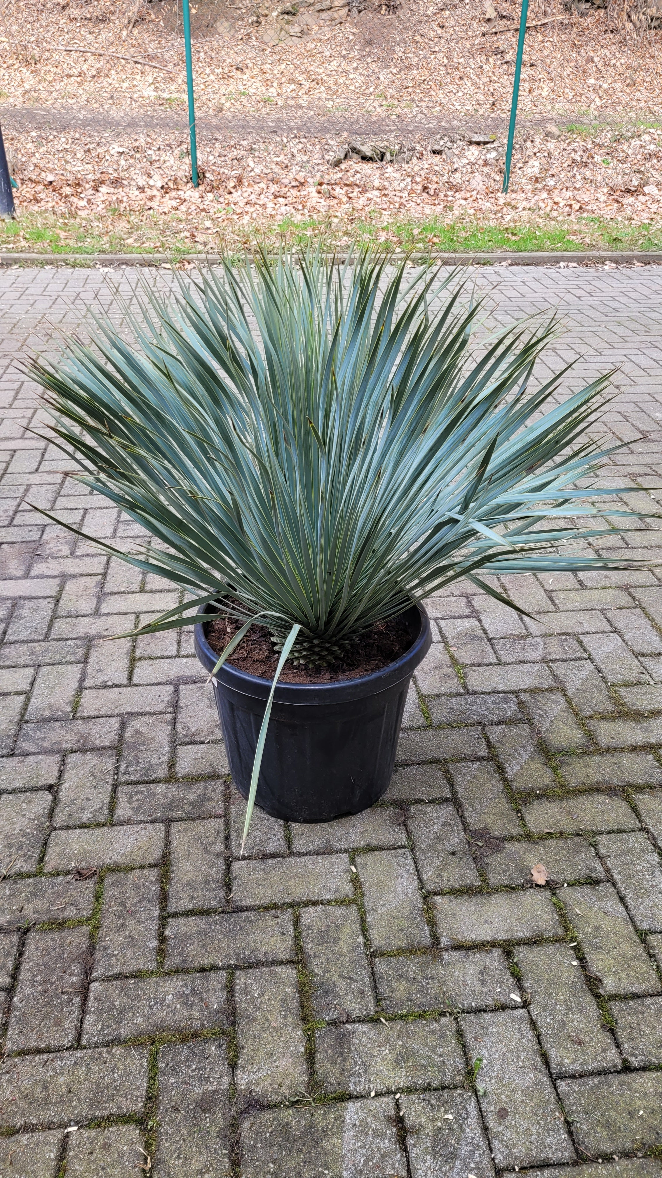 Yucca rostrata - Blaublättrige Palmlilie aus Freilandzucht