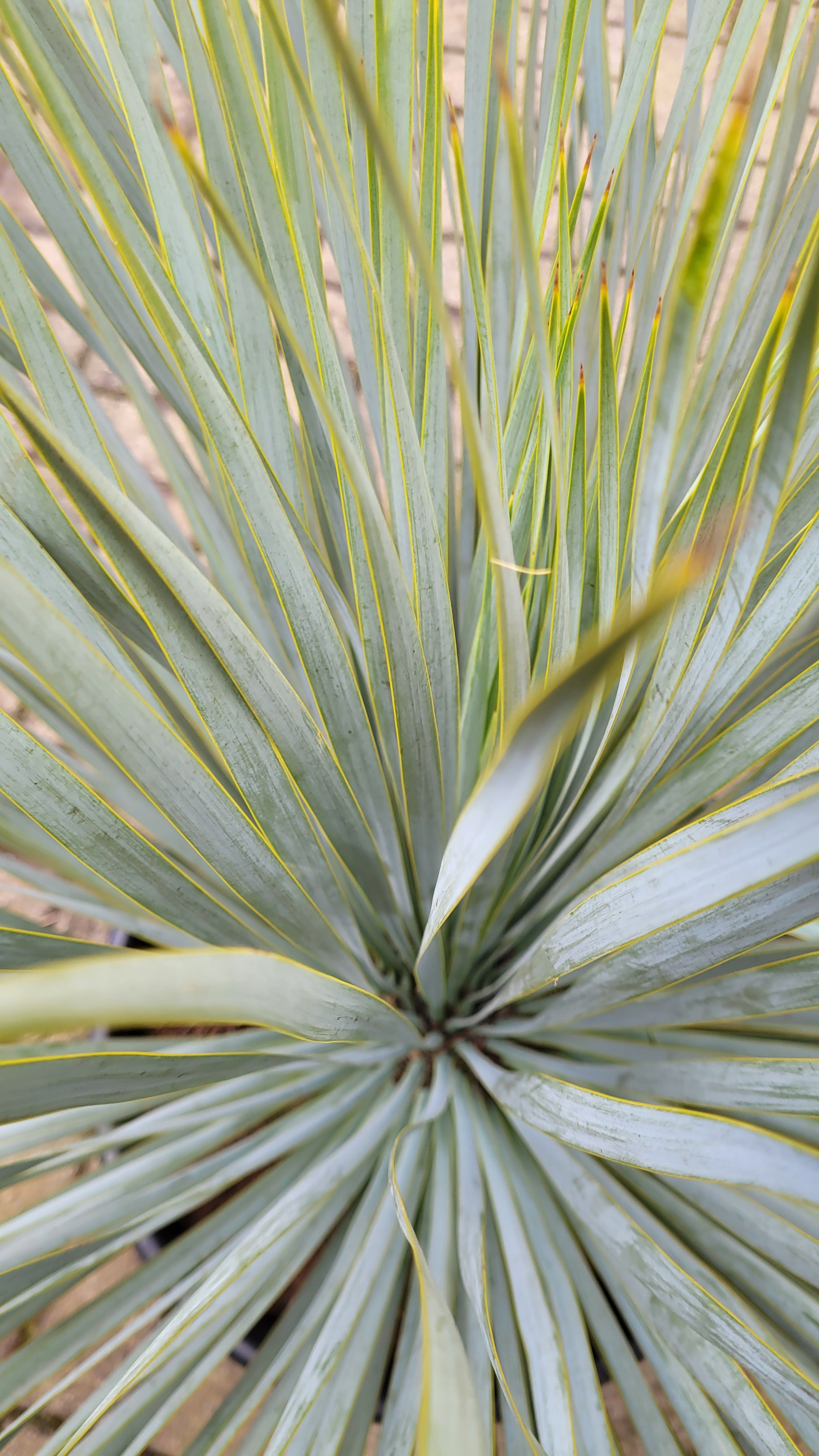Yucca rostrata - Blaublättrige Palmlilie aus Freilandzucht
