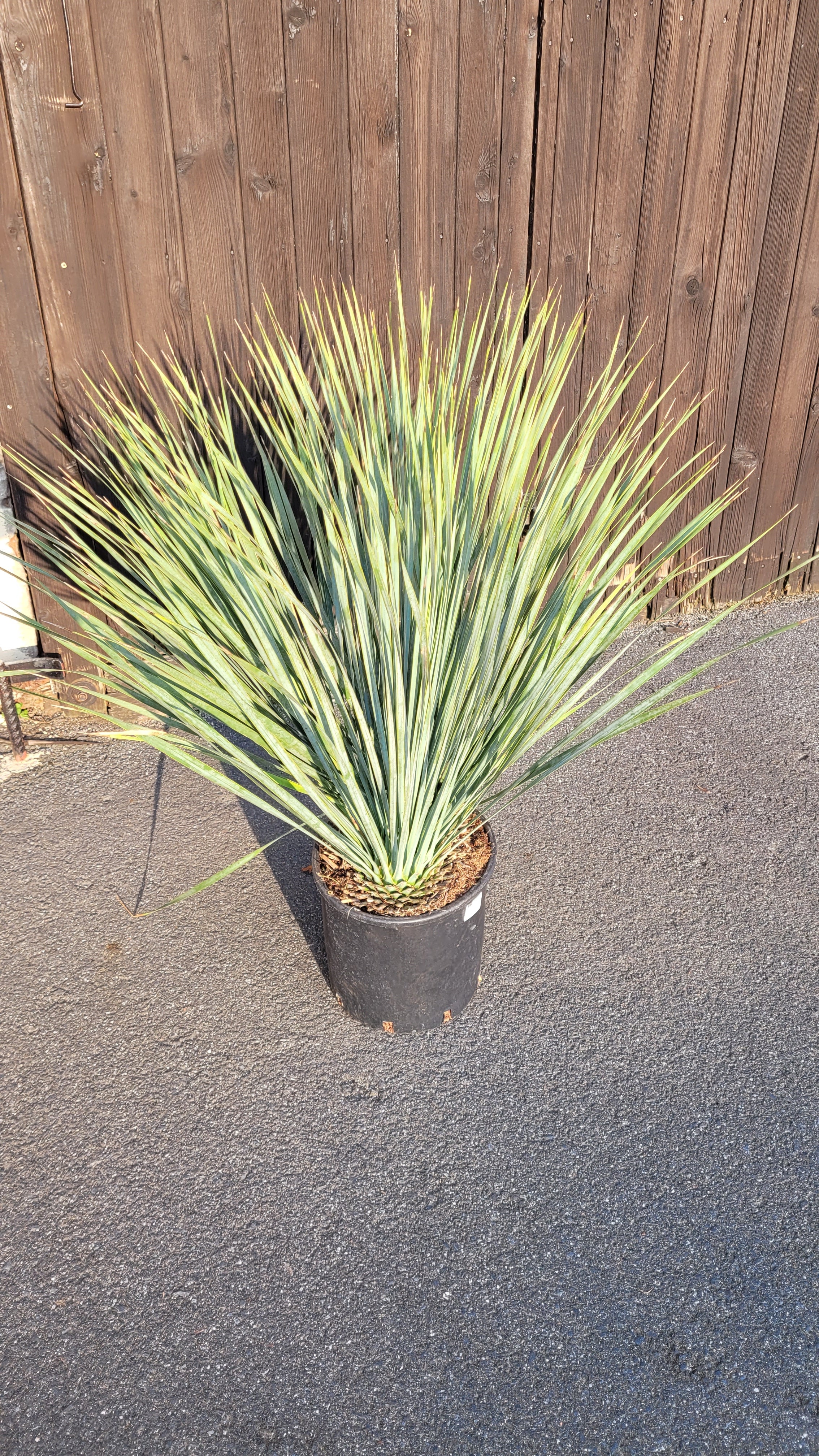 Yucca rostrata - Blaublättrige Palmlilie aus Freilandzucht