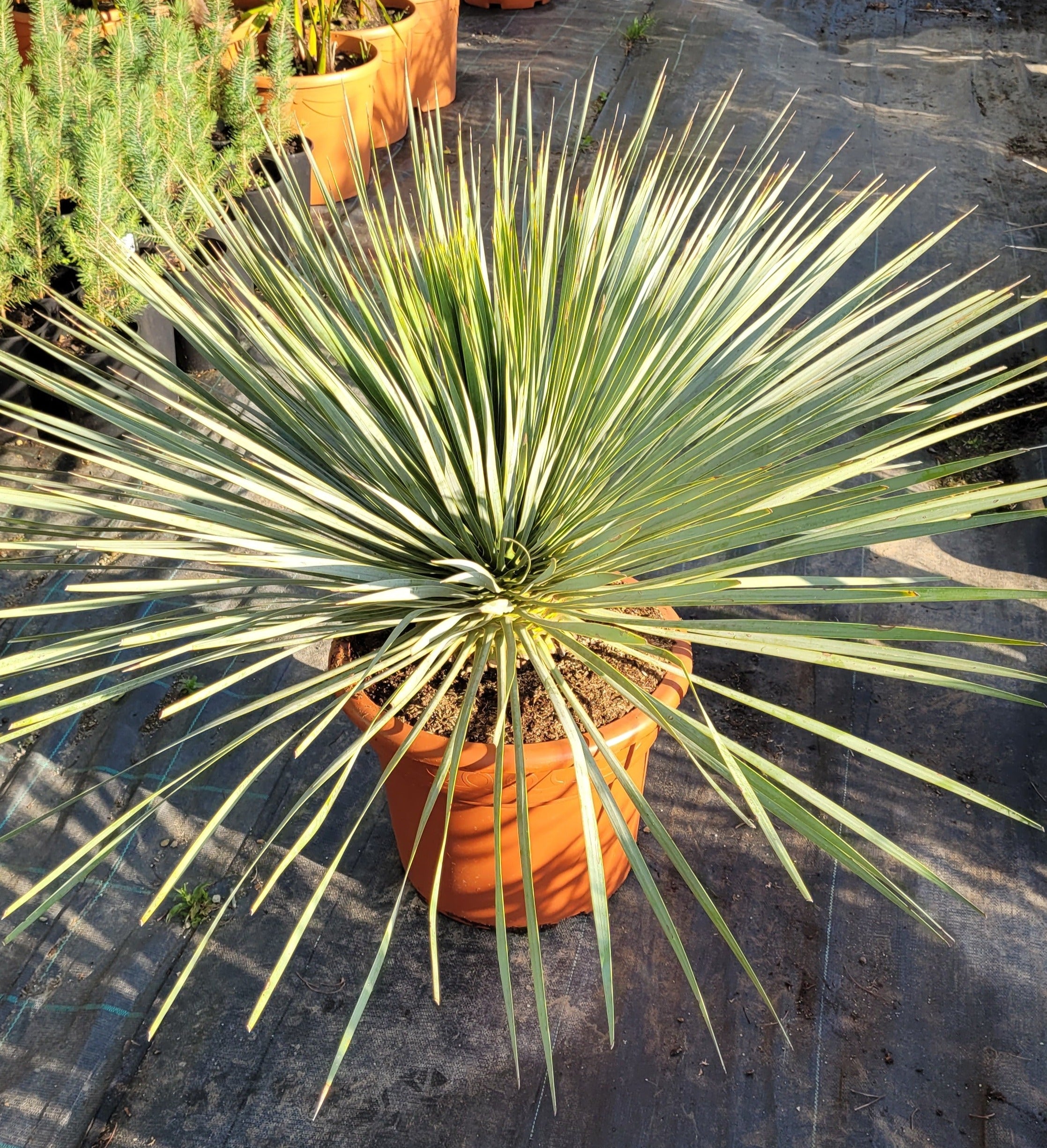 Yucca rostrata - Blaublättrige Palmlilie aus Freilandzucht