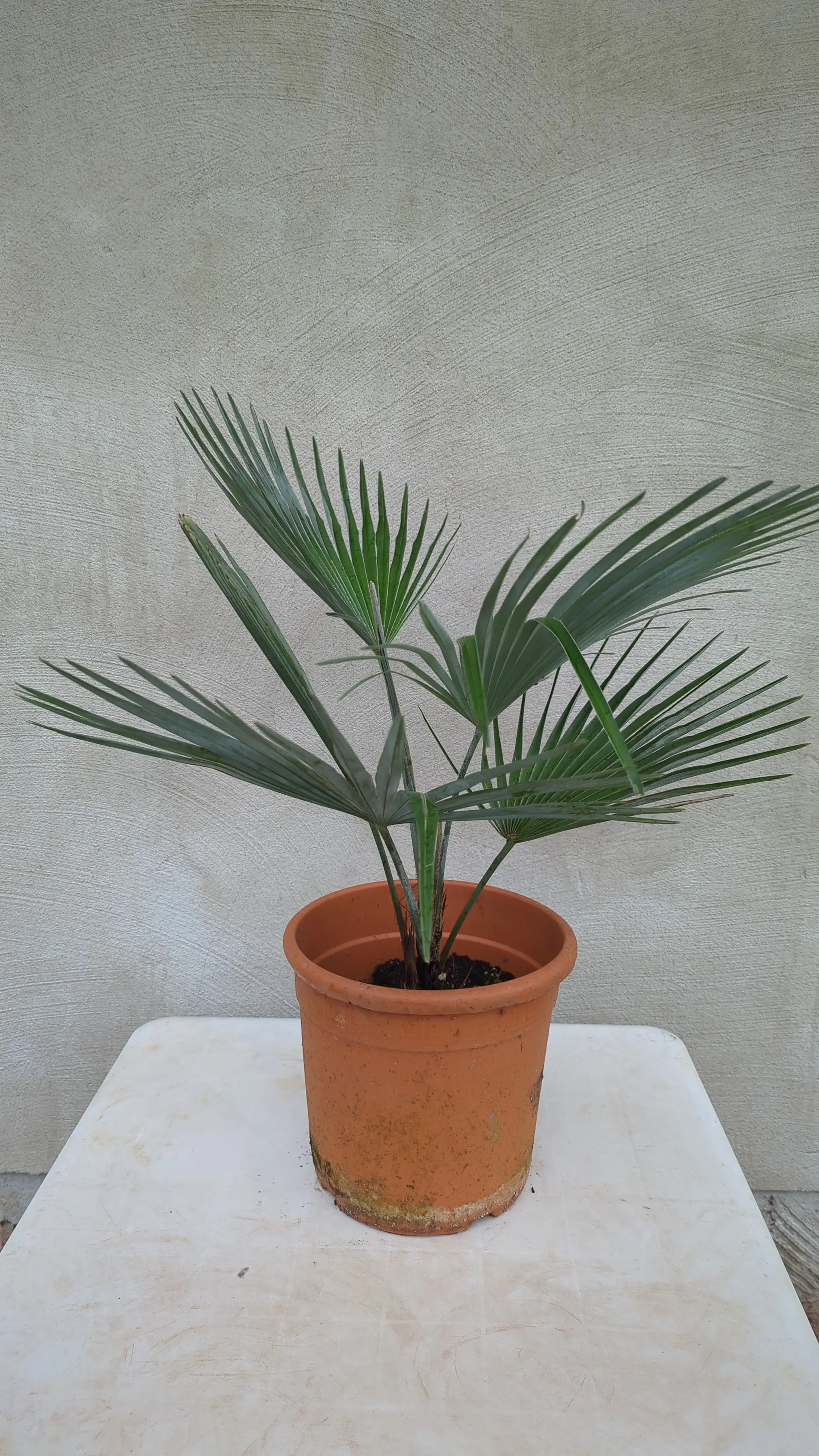 Trachycarpus princeps - Marmorhanfpalme - Image 