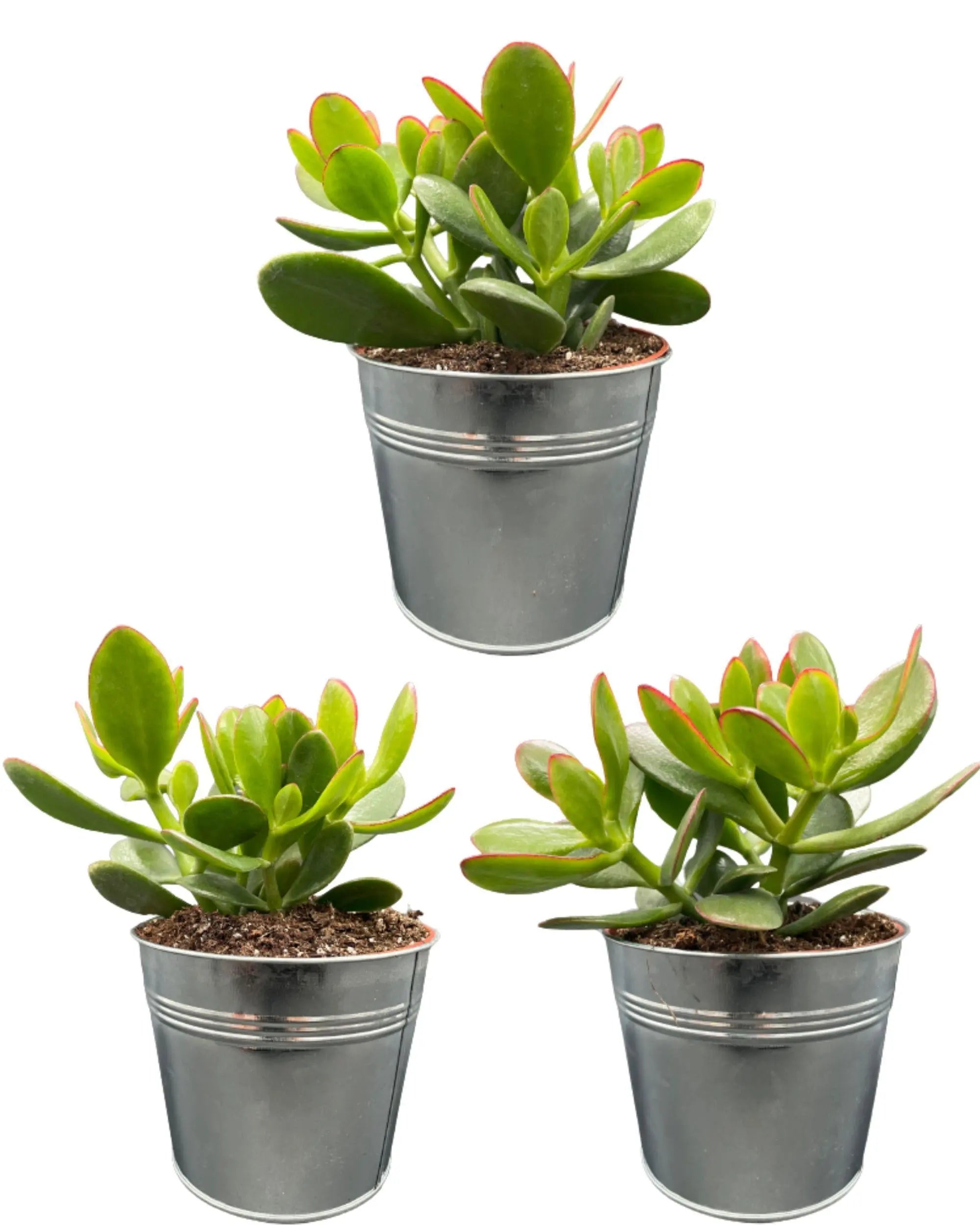 Crassula Ovata - Jadestrauch, Geldbaum - Image