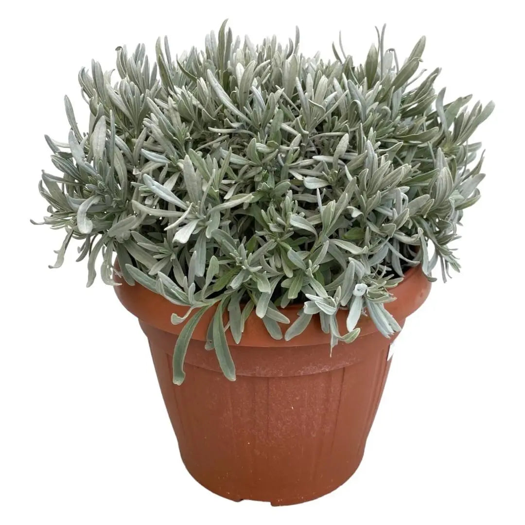 Lavandula - Verschiedene Sorten winterharter Lavendel - Image