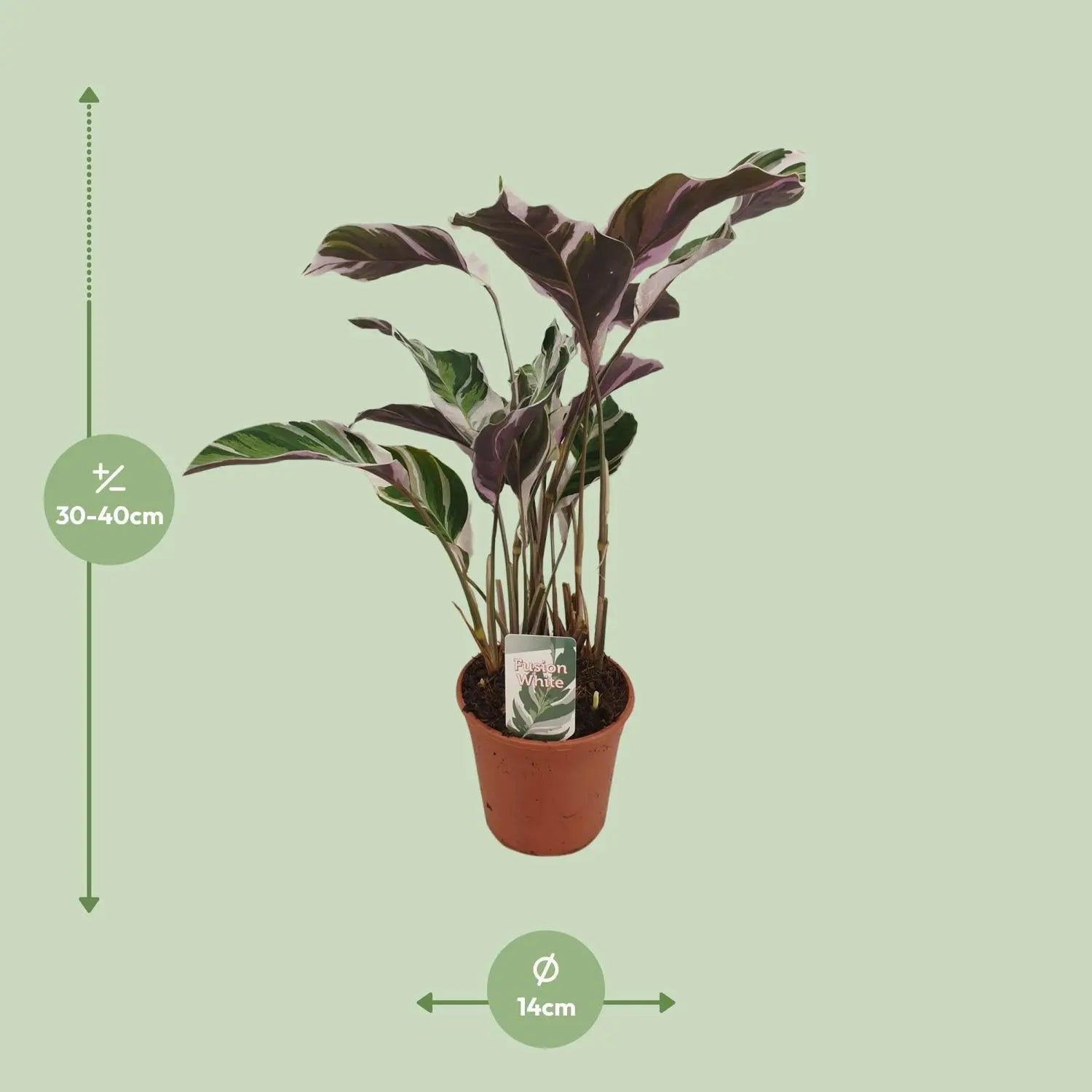 Calathea - Korbmarante - Image