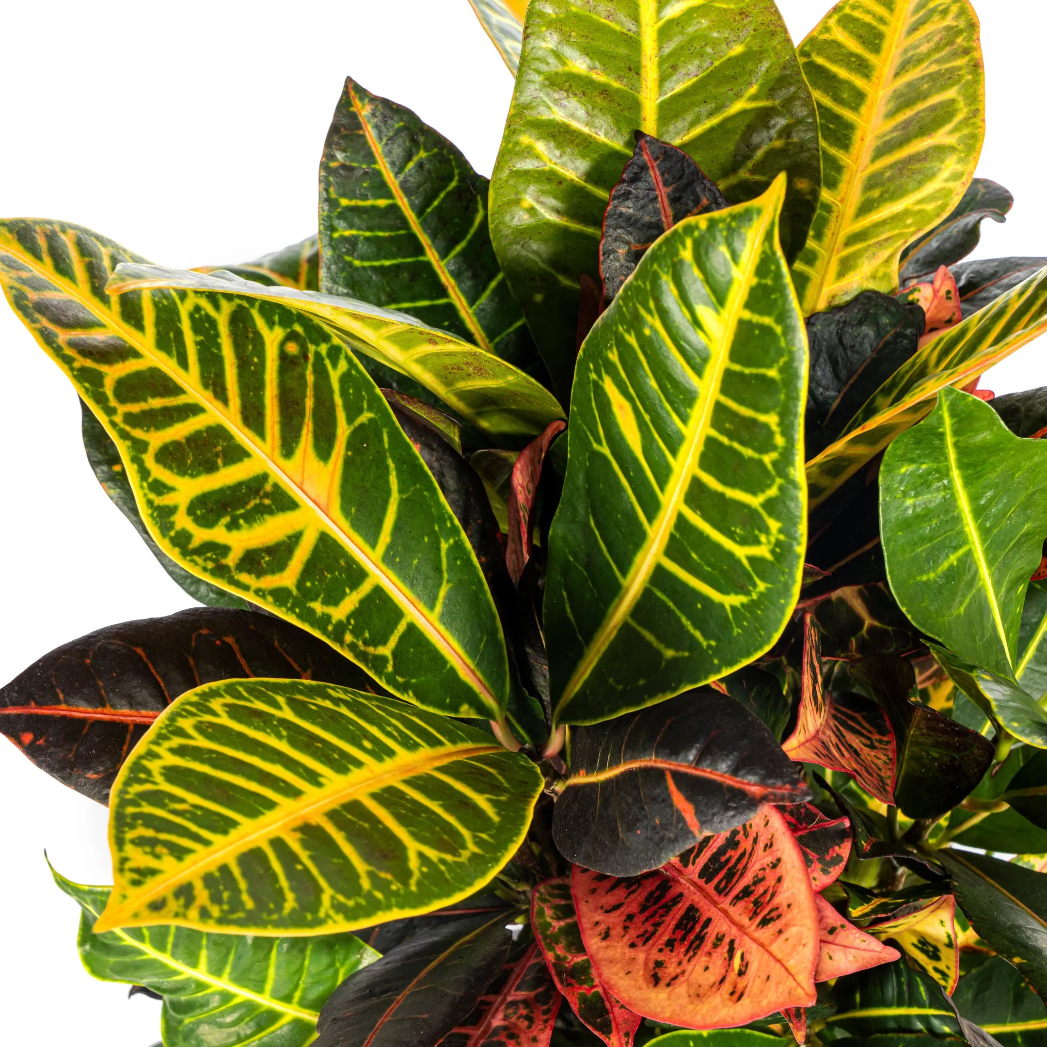 Croton Codiaeum variegatum - Wunderstrauch, Kroton - Image