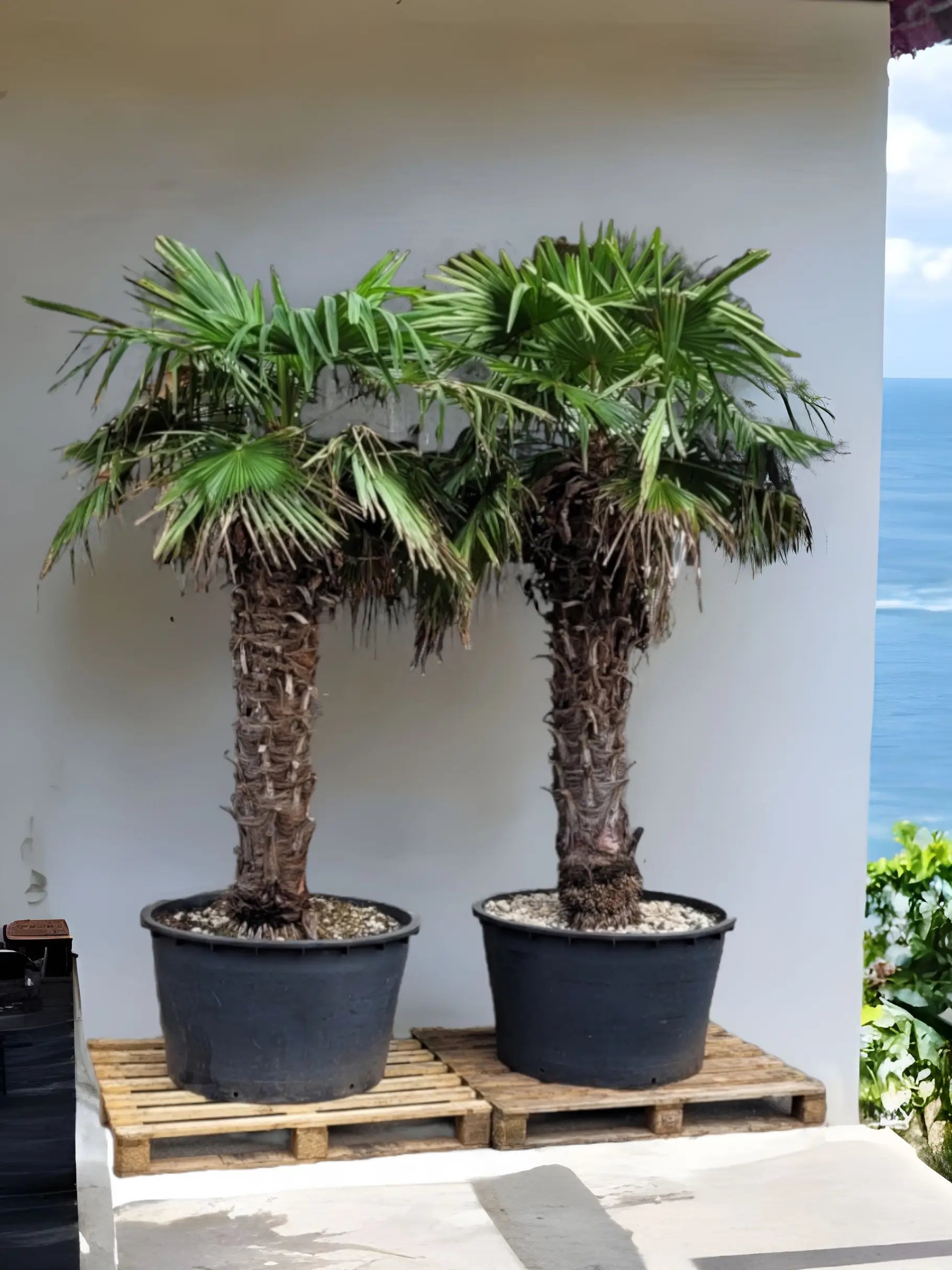 Trachycarpus fortunei - Chinesische Hanfpalme aus Freilandzucht - Image