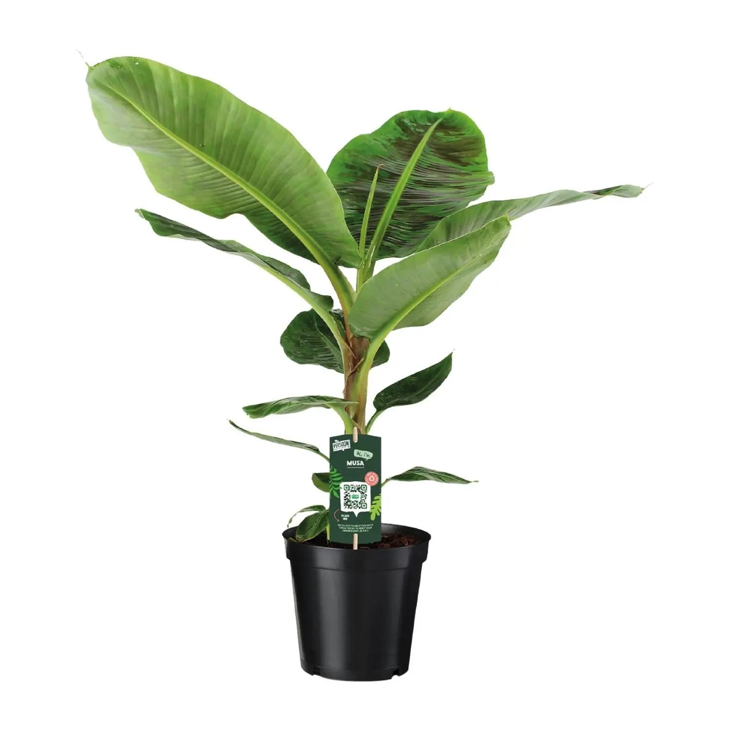 Musa Dwarf Cavendish - Zwerg-Essbanane - Image