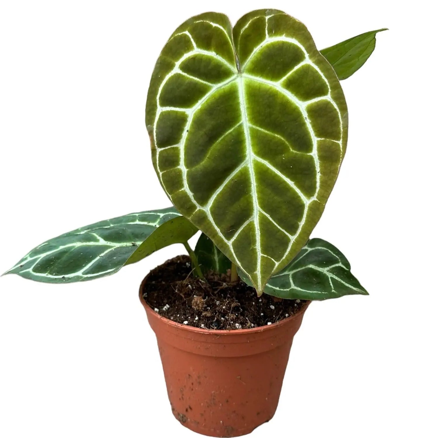 Anthurium - Große Auswahl Flamingoblumen, Anthurien - Image