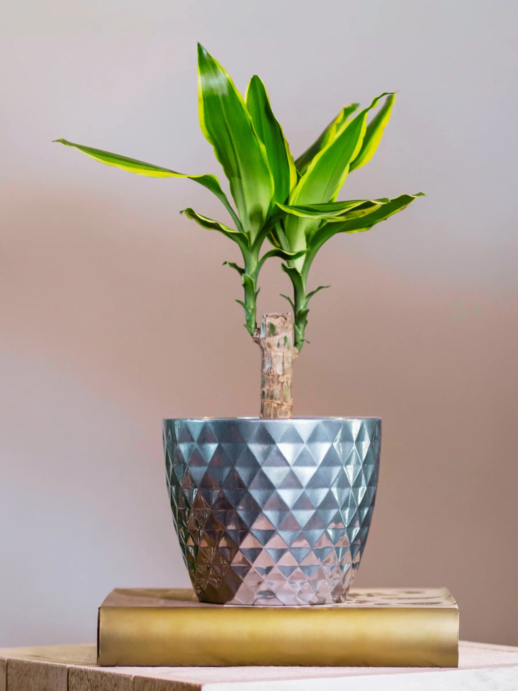 Dracaena fragrans - Duftender Drachenbaum - Image
