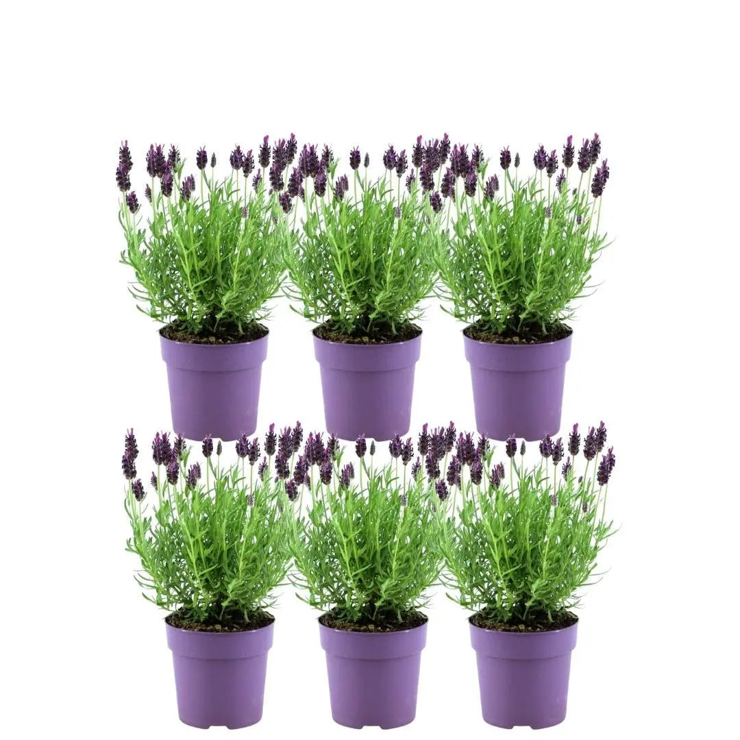 Lavandula - Verschiedene Sorten winterharter Lavendel - Image