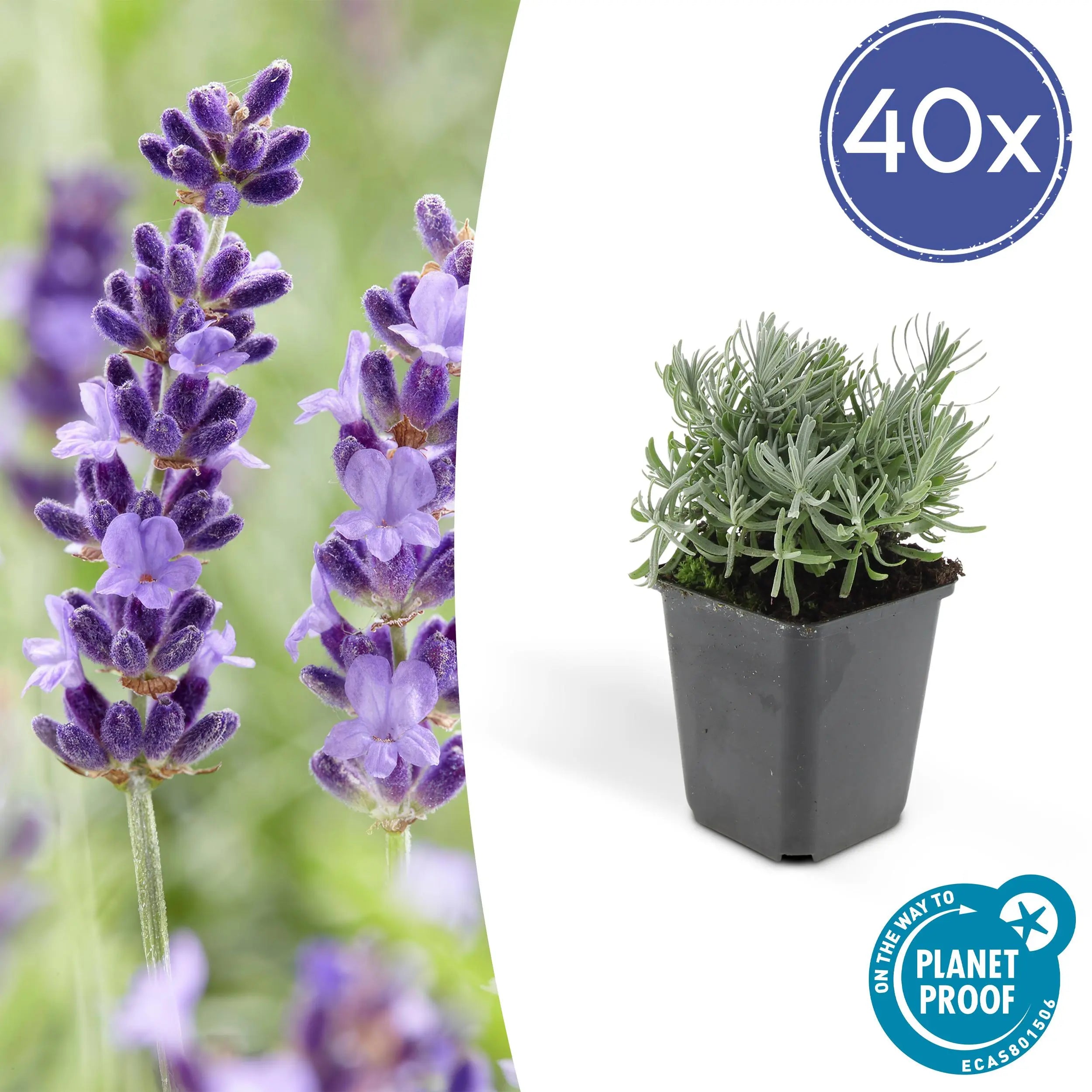 Lavandula - Verschiedene Sorten winterharter Lavendel - Image