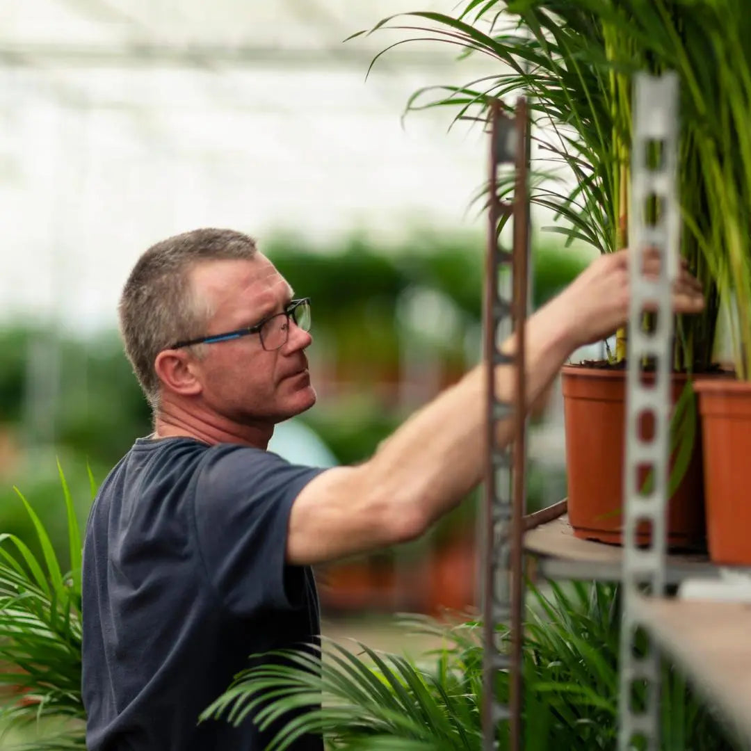 Dypsis lusescens - Goldfruchtpalme (↨110cm・⌀21cm) - Image