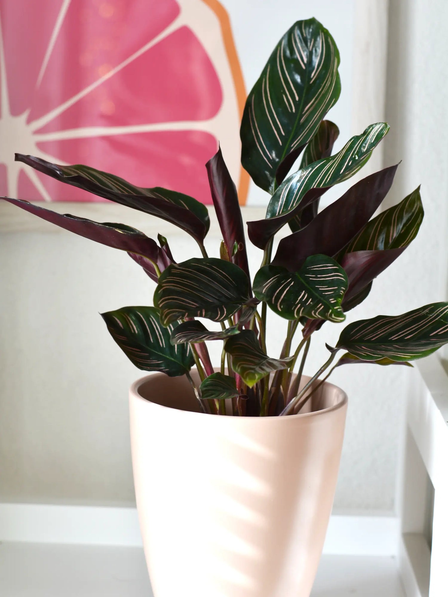Calathea - Korbmarante - Image