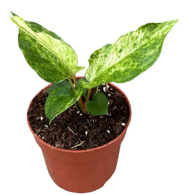 Anthurium - Große Auswahl Flamingoblumen, Anthurien - Image