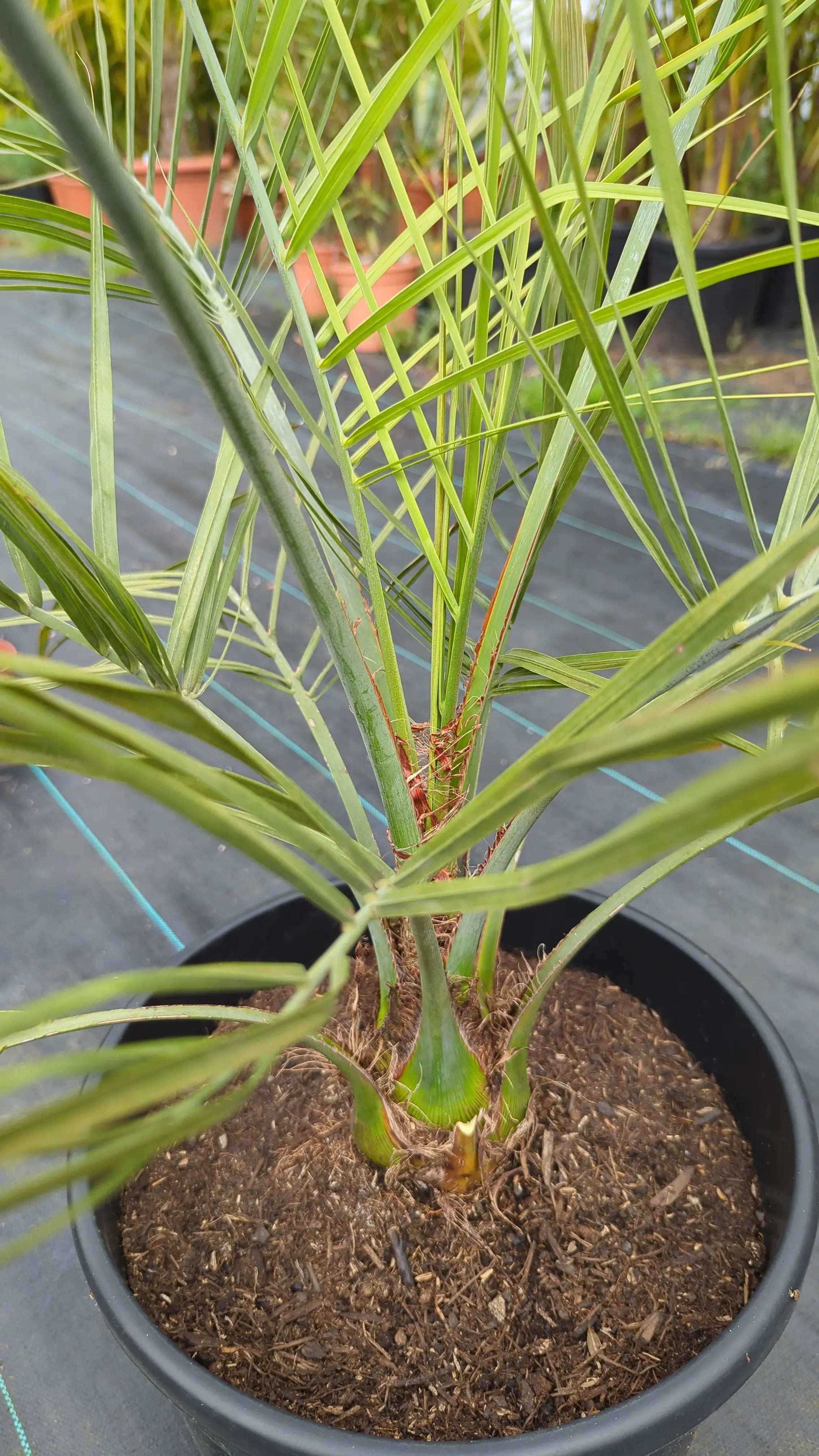 Butia capitata var. odarata - Geleepalme - Image