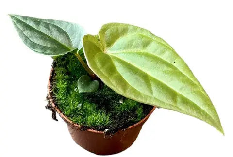 Anthurium - Große Auswahl Flamingoblumen, Anthurien - Image