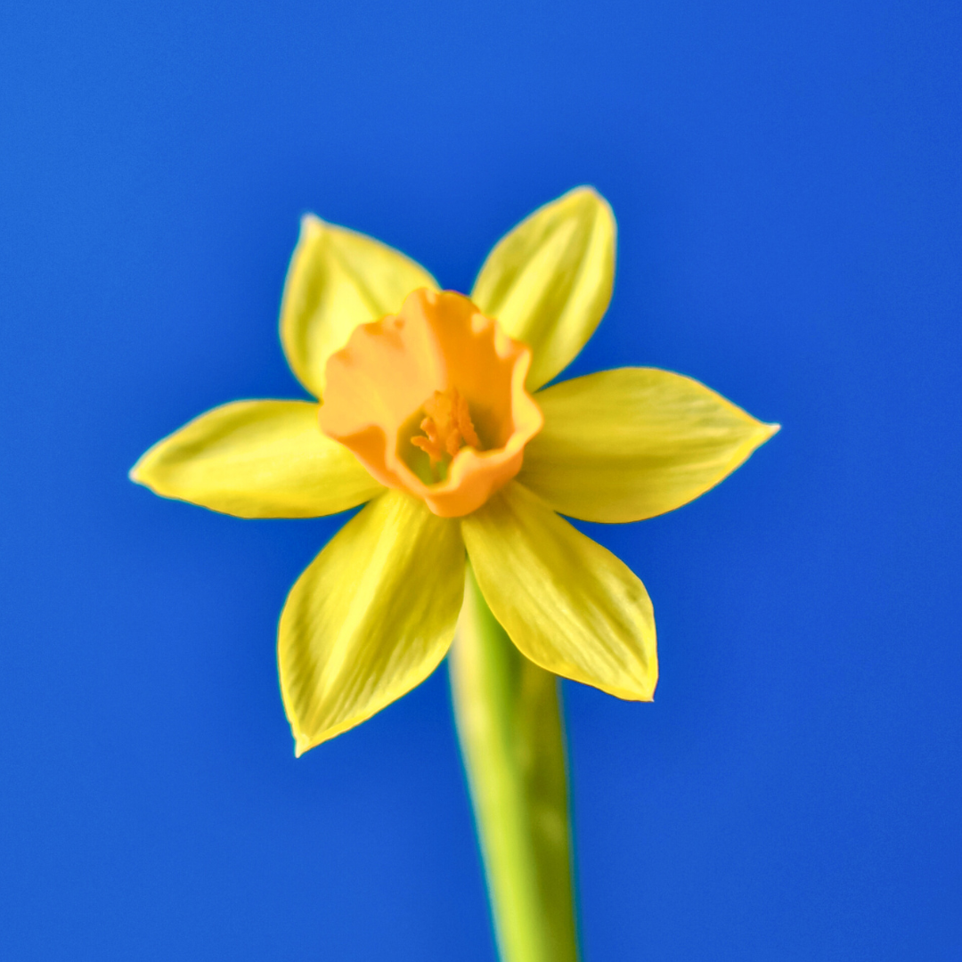 Narcissus - Narzissenzwiebeln