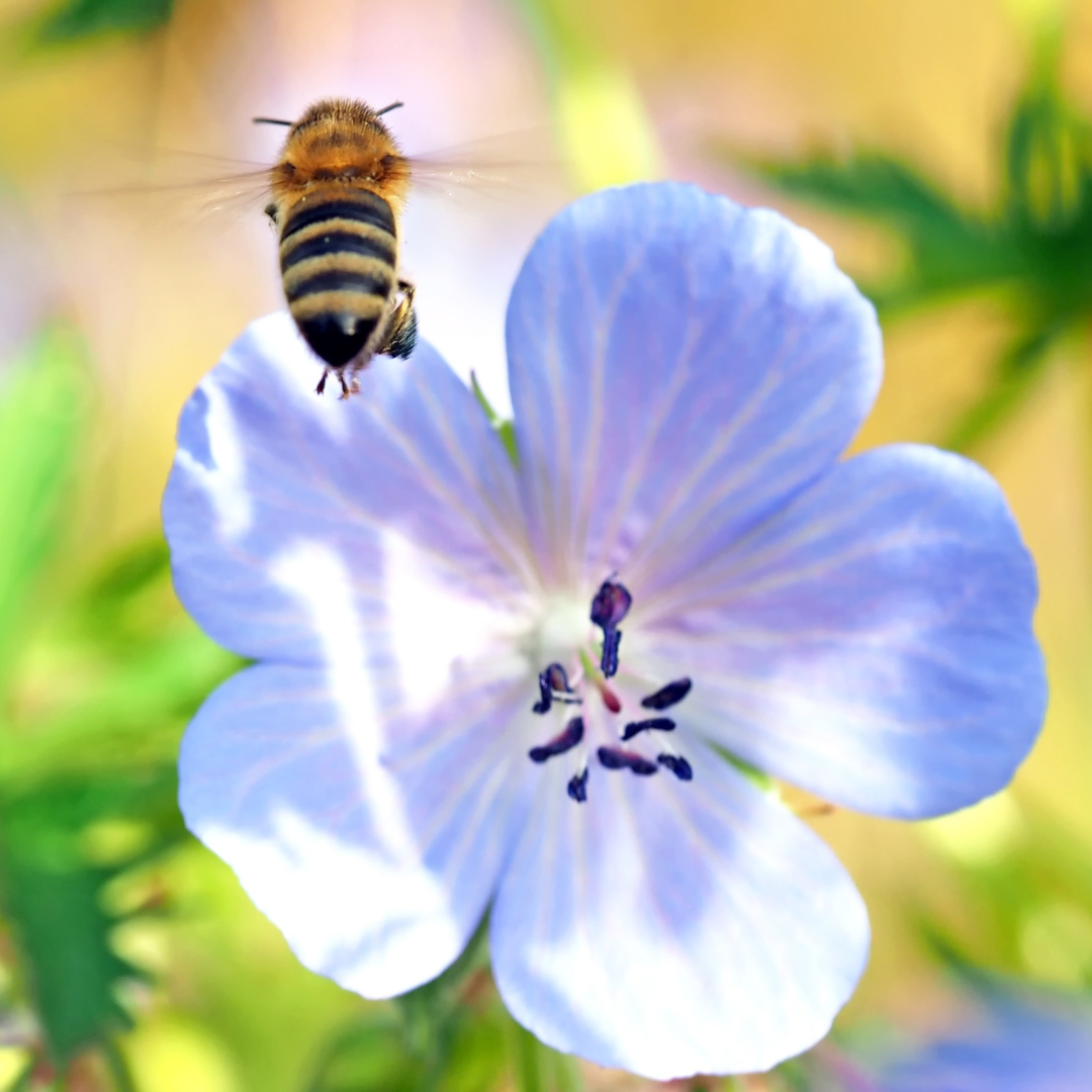 Geranium - Storchschnabel Setzlinge im 6er-Set