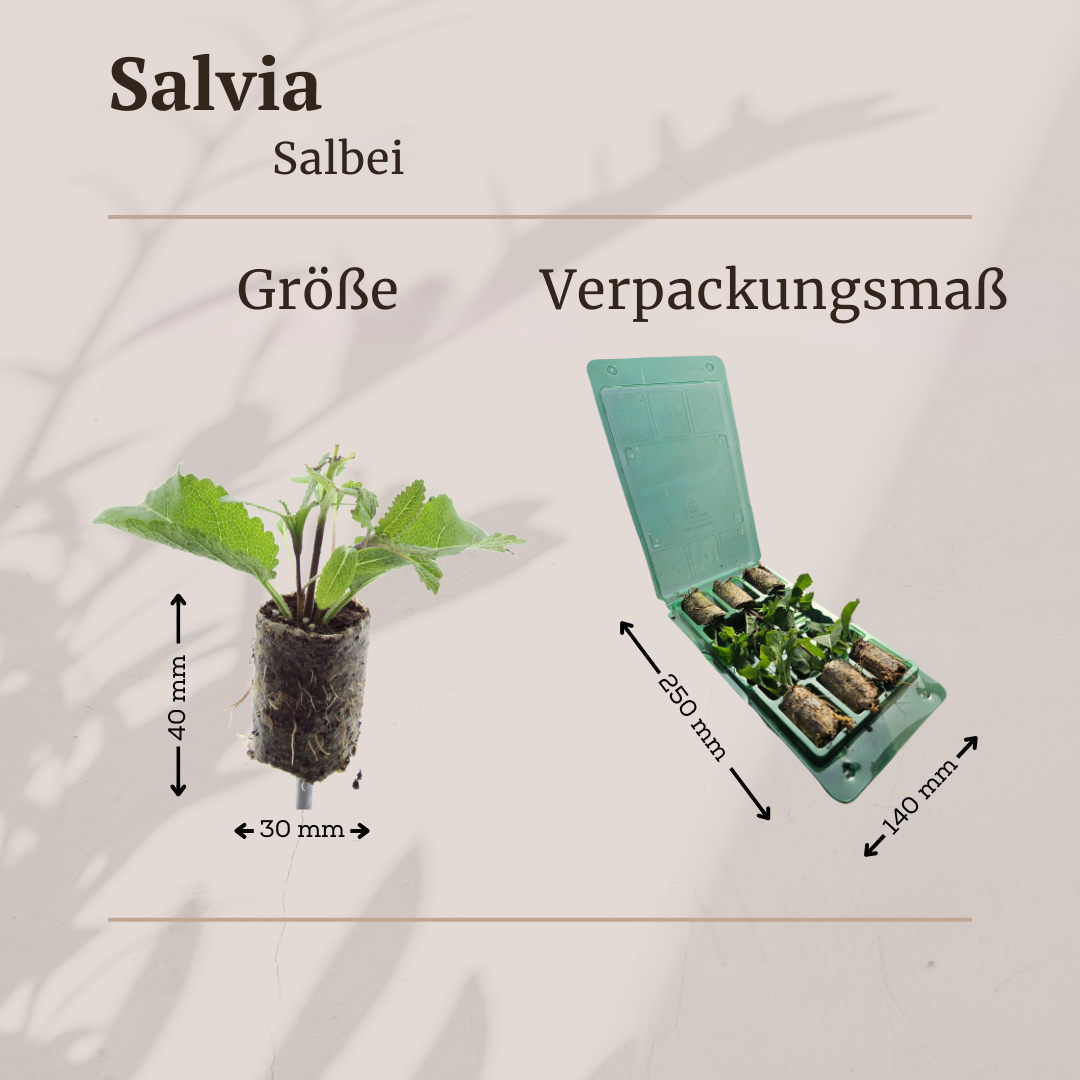 Salvia nemorosa - Verschiedene Sorten winterharter Hain-Salbei