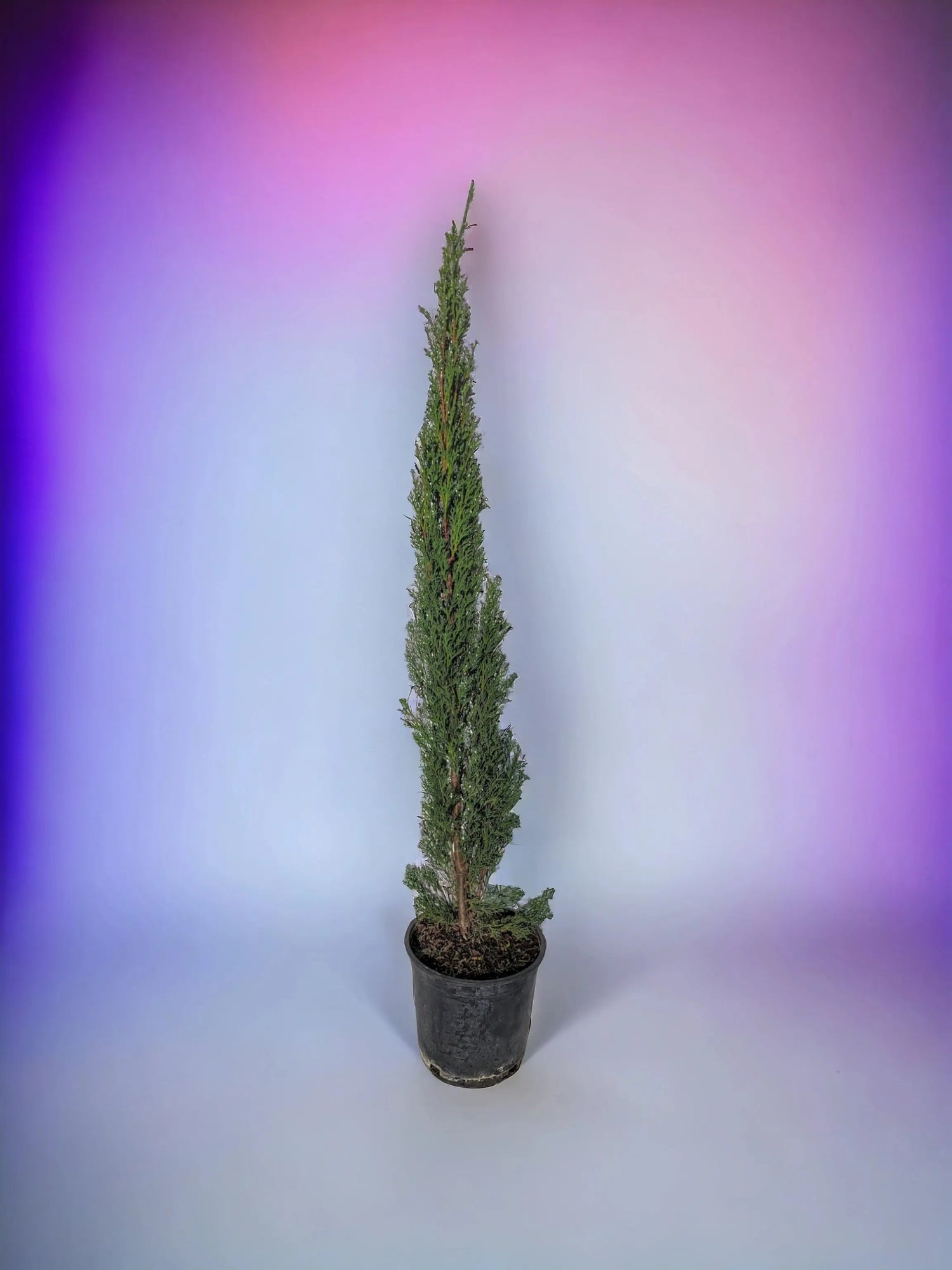 Cupressus sempervirens - Mittelmeerzypresse - Image
