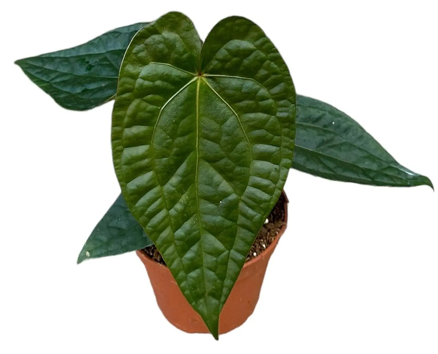 Anthurium - Große Auswahl Flamingoblumen, Anthurien - Image